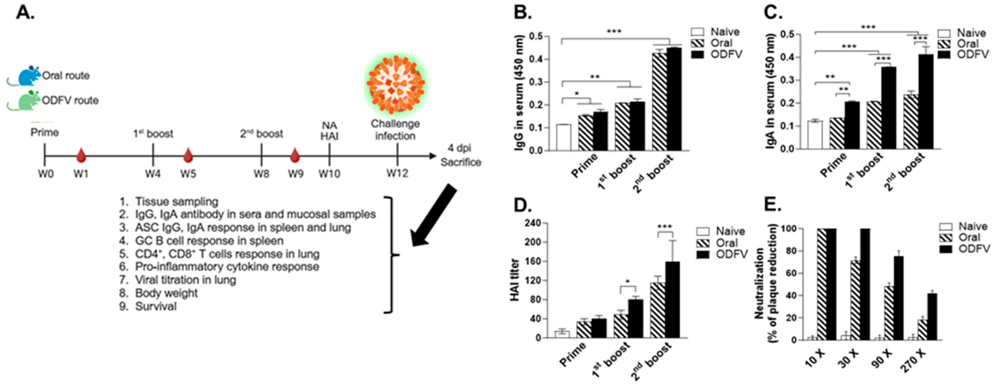 Vaccines 13 00600 g002