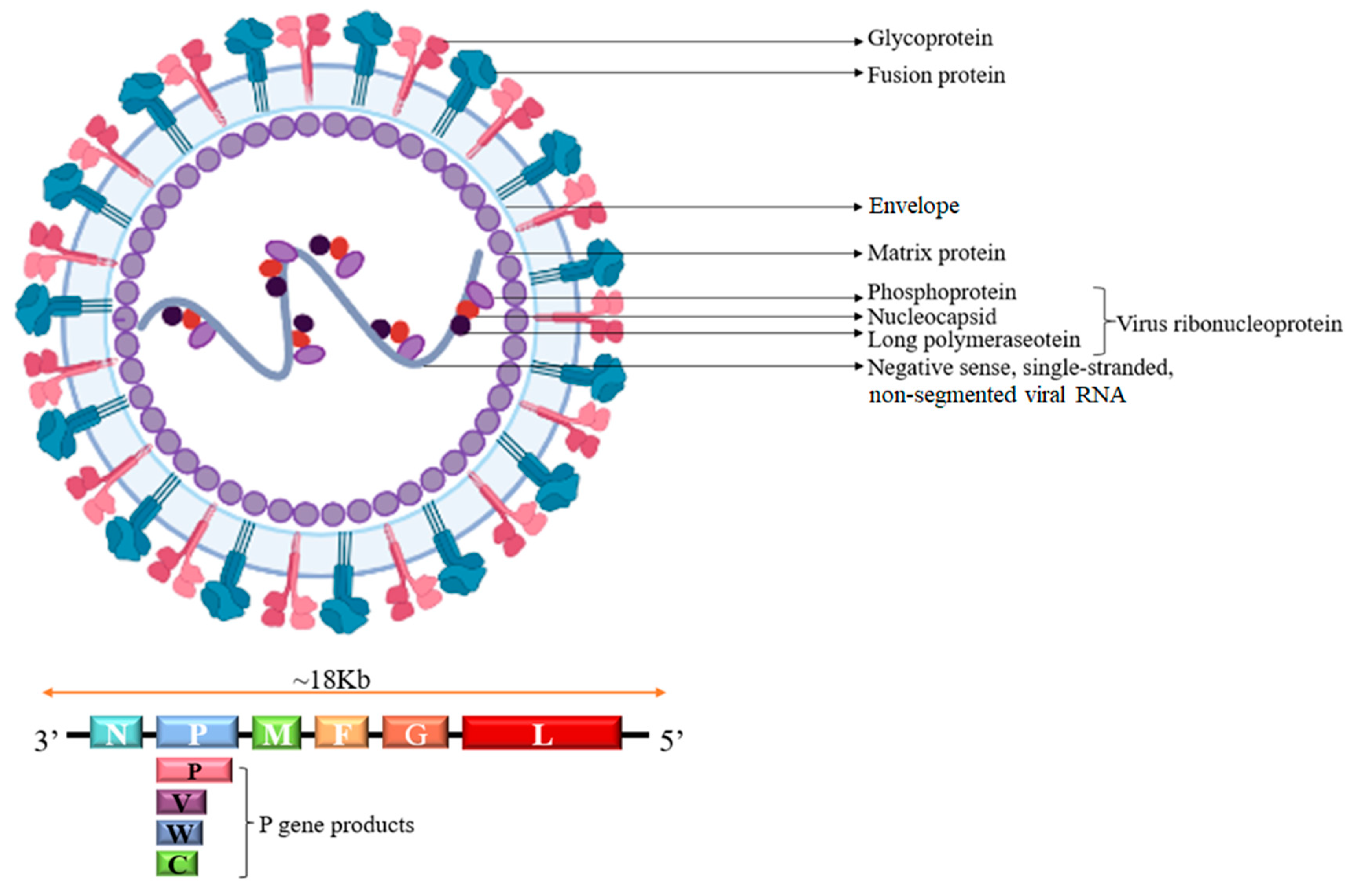 Vaccines 13 00608 g002