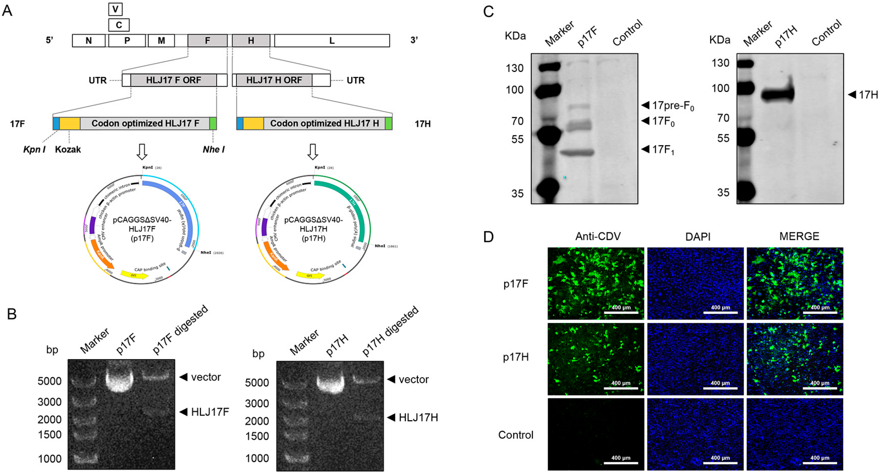 Vaccines 13 00614 g002