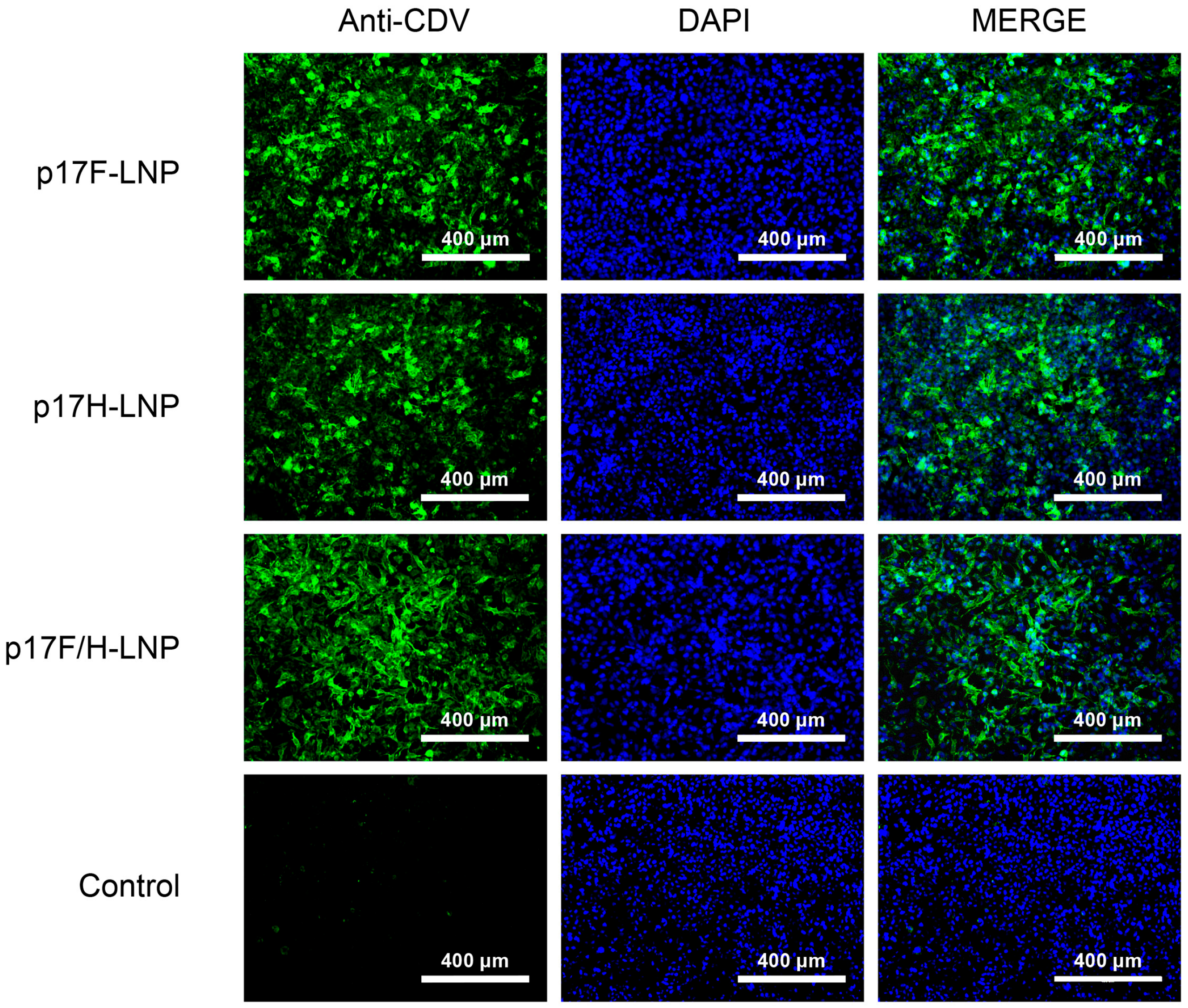 Vaccines 13 00614 g003
