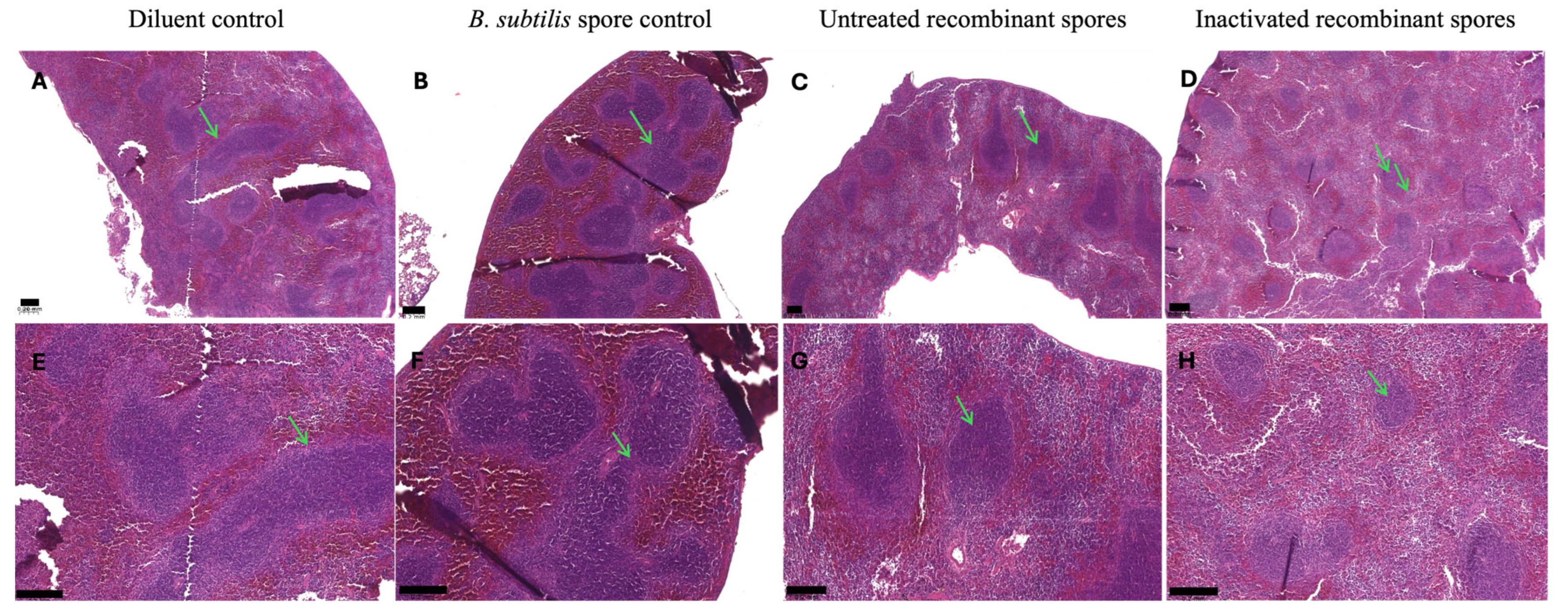 Vaccines 13 00616 g012