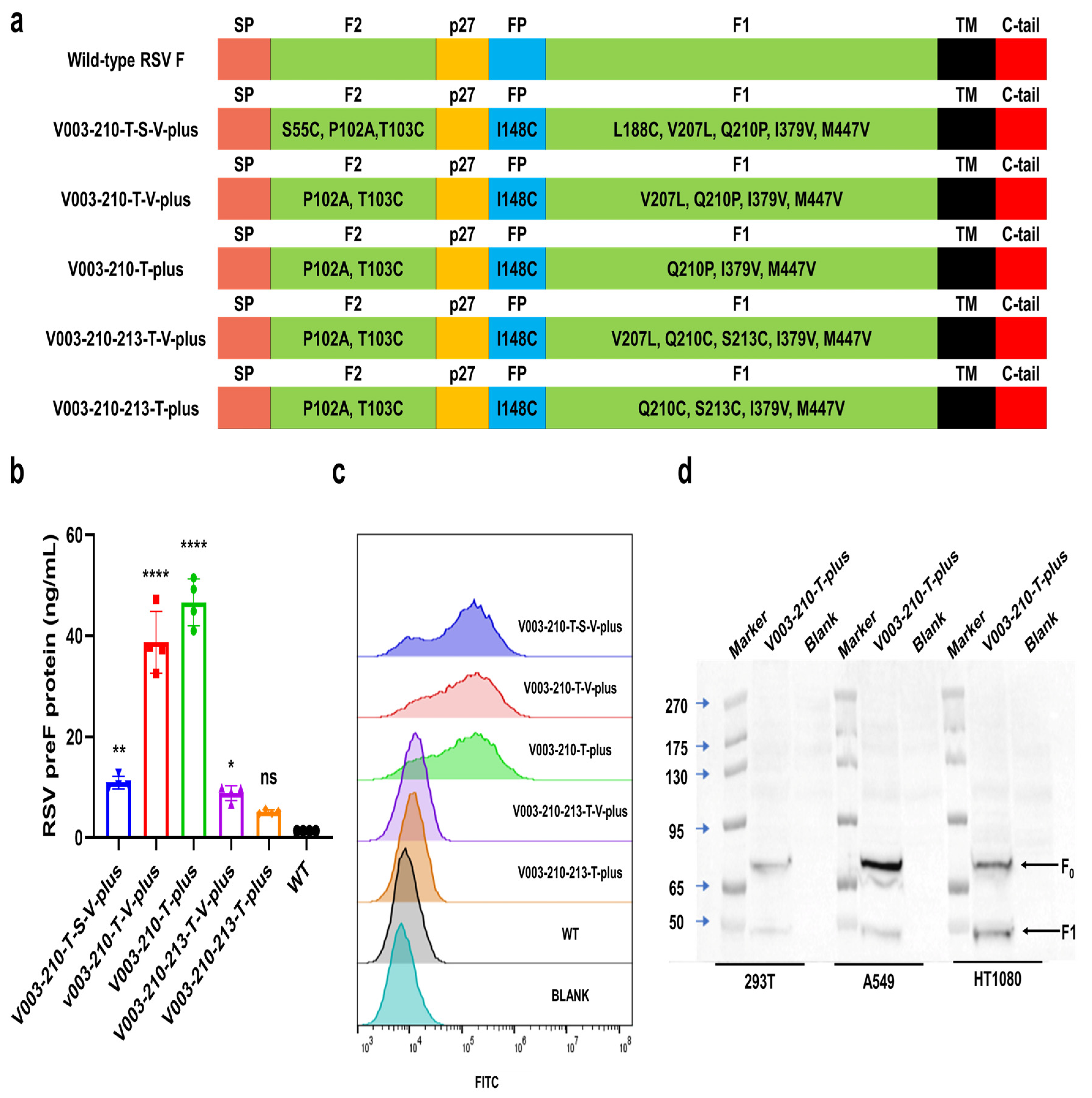 Vaccines 13 00625 g002