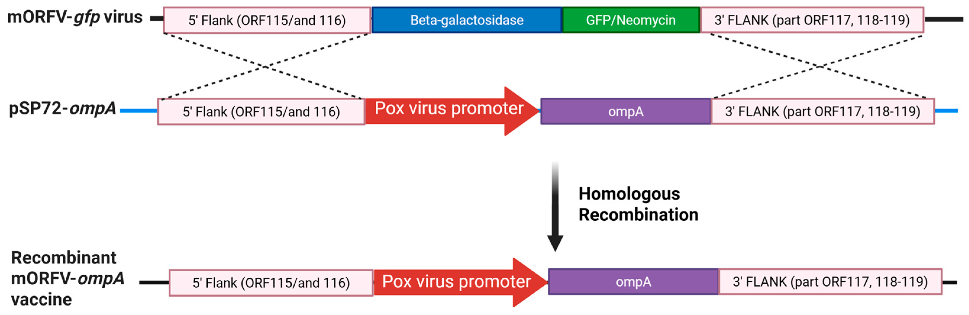 Vaccines 13 00631 g002