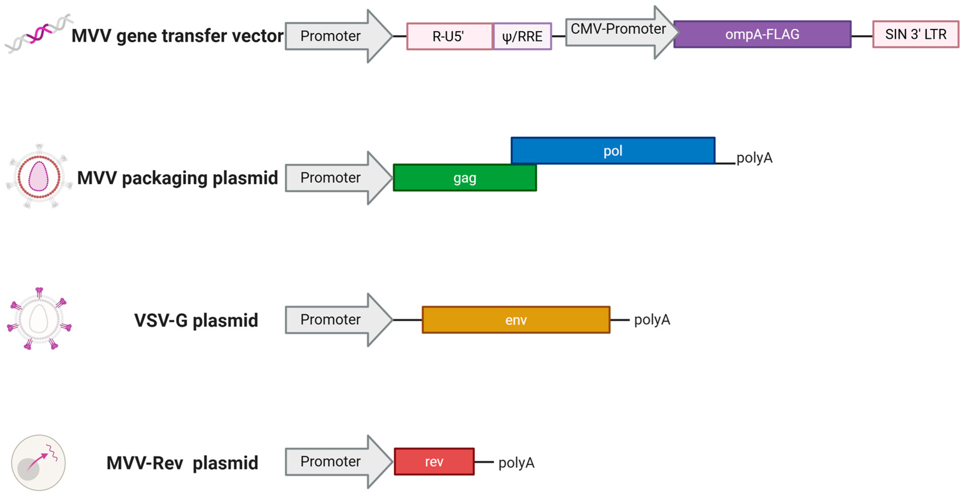 Vaccines 13 00631 g003