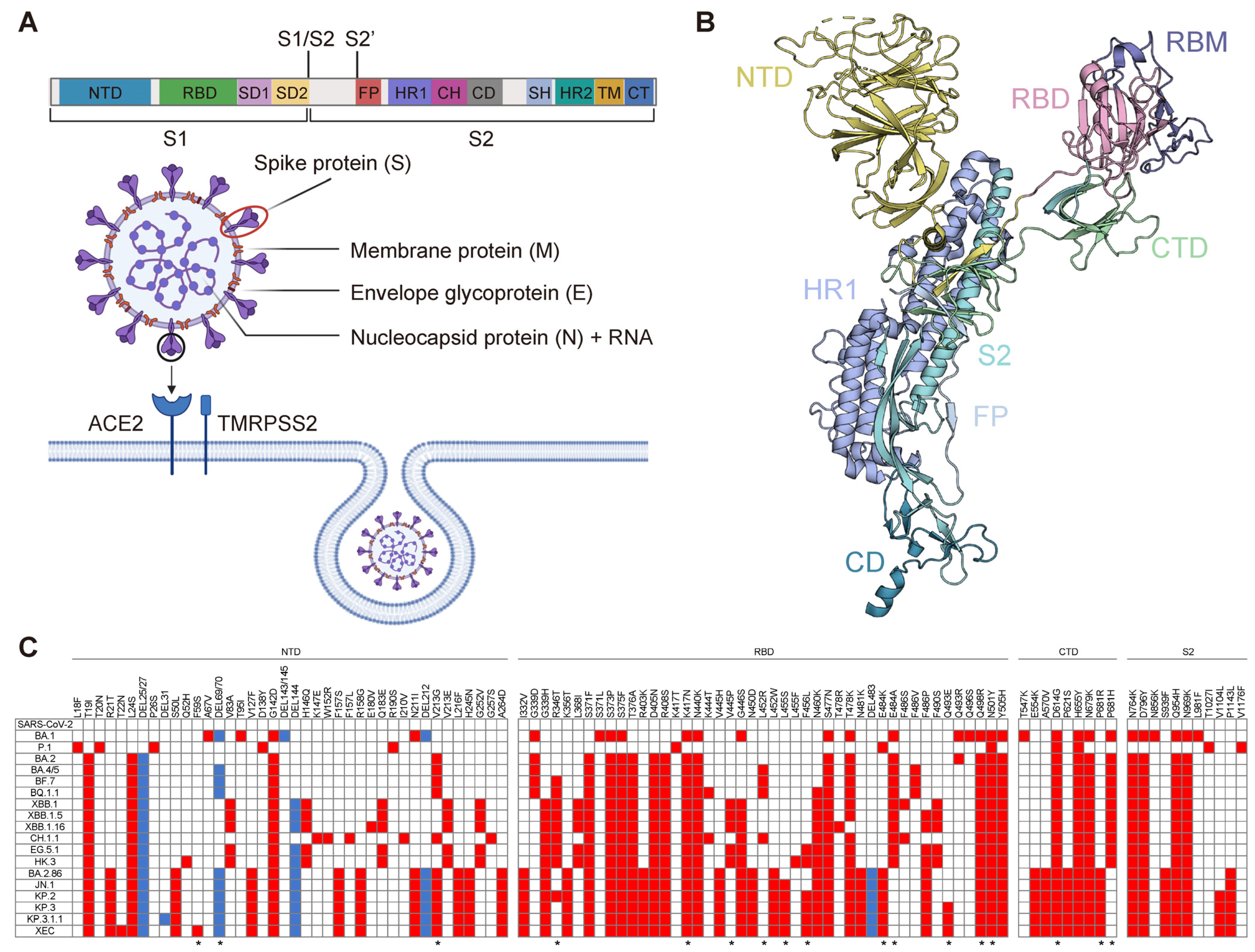 Vaccines 13 00635 g001