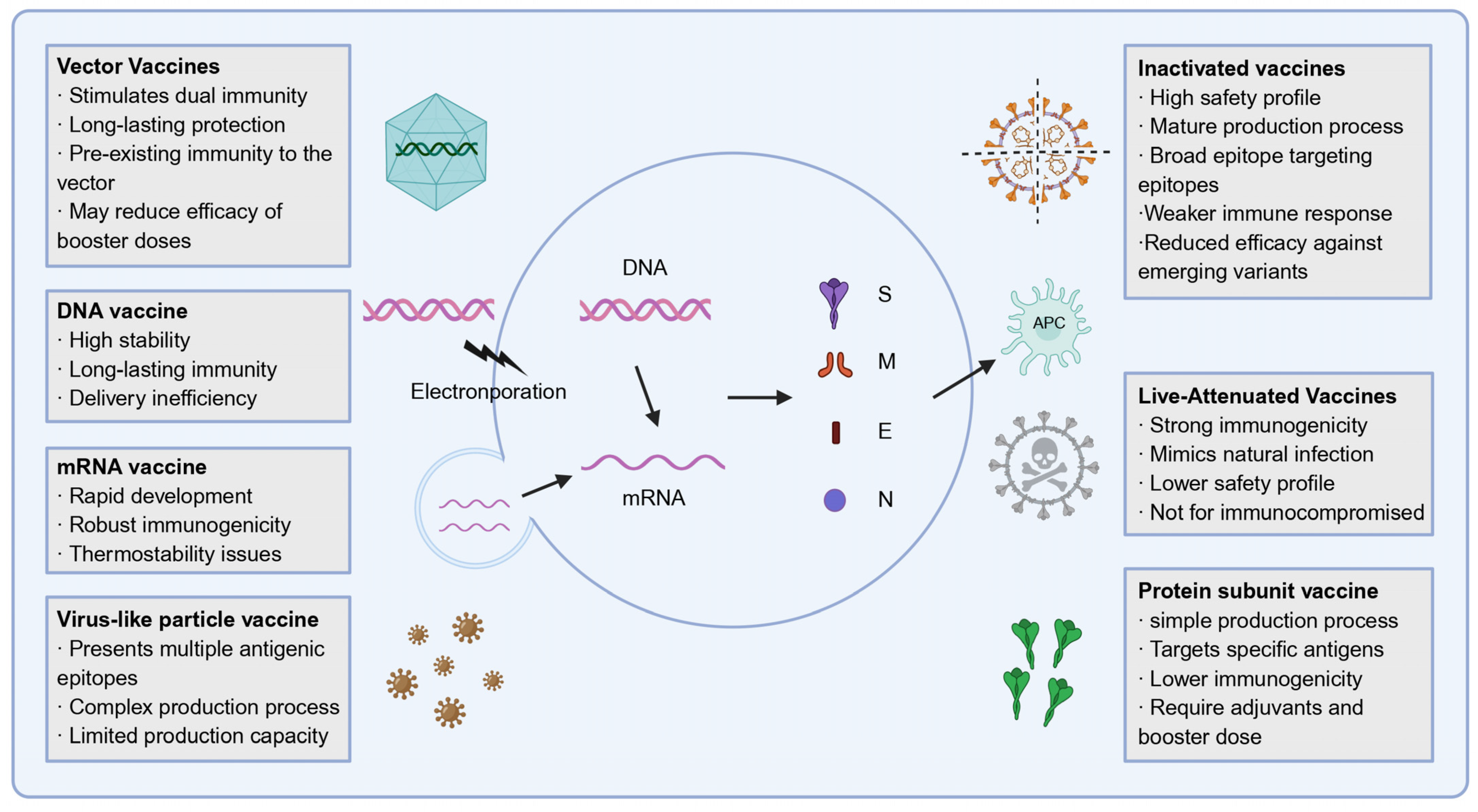 Vaccines 13 00635 g002