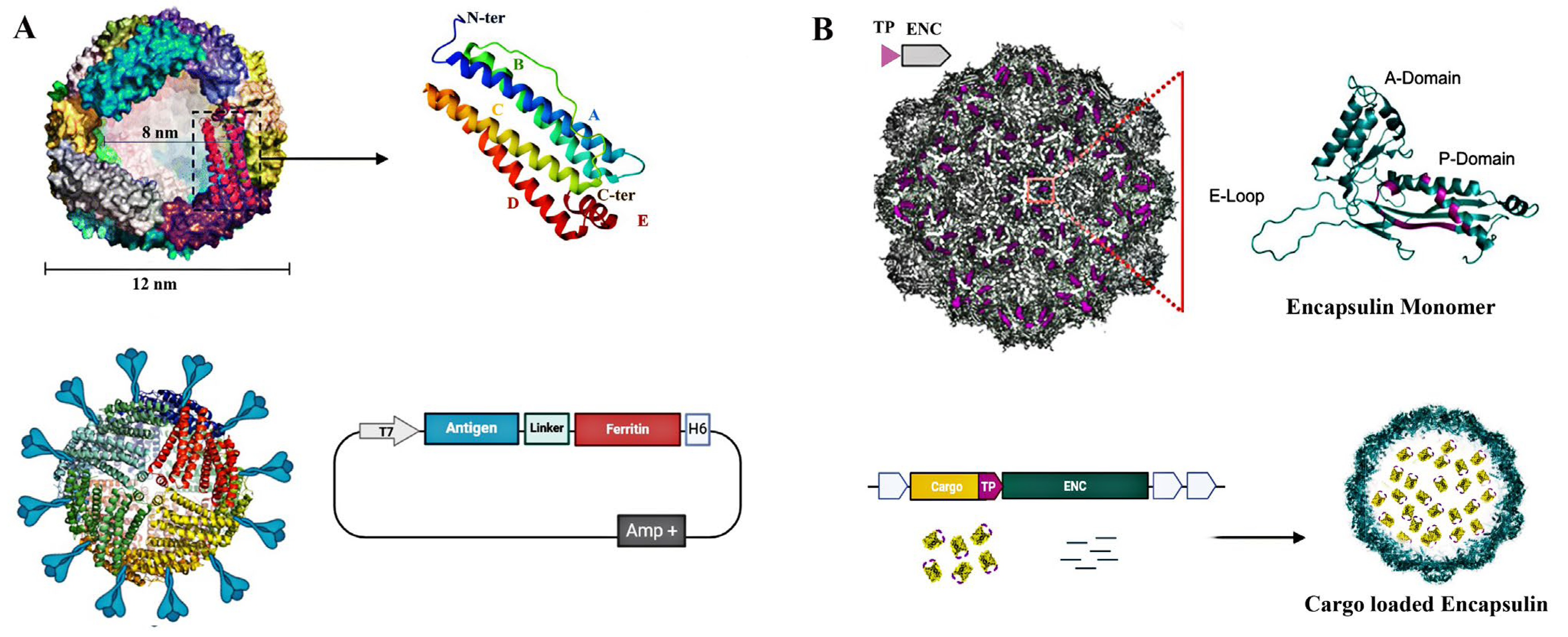 Vaccines 13 00653 g001