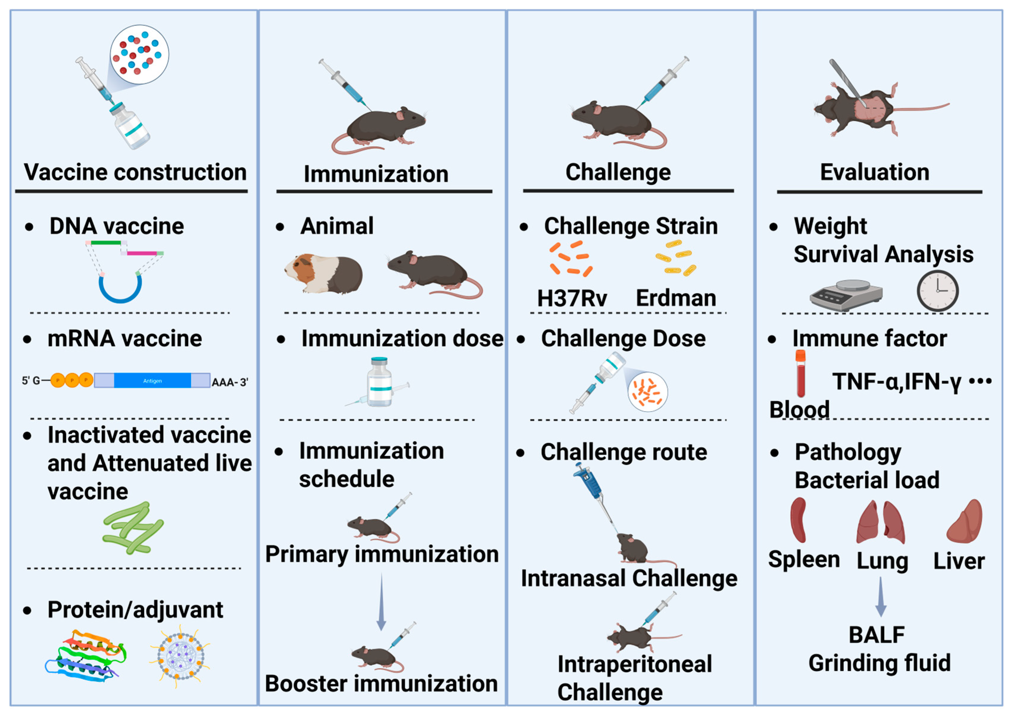 Vaccines 13 00669 g001