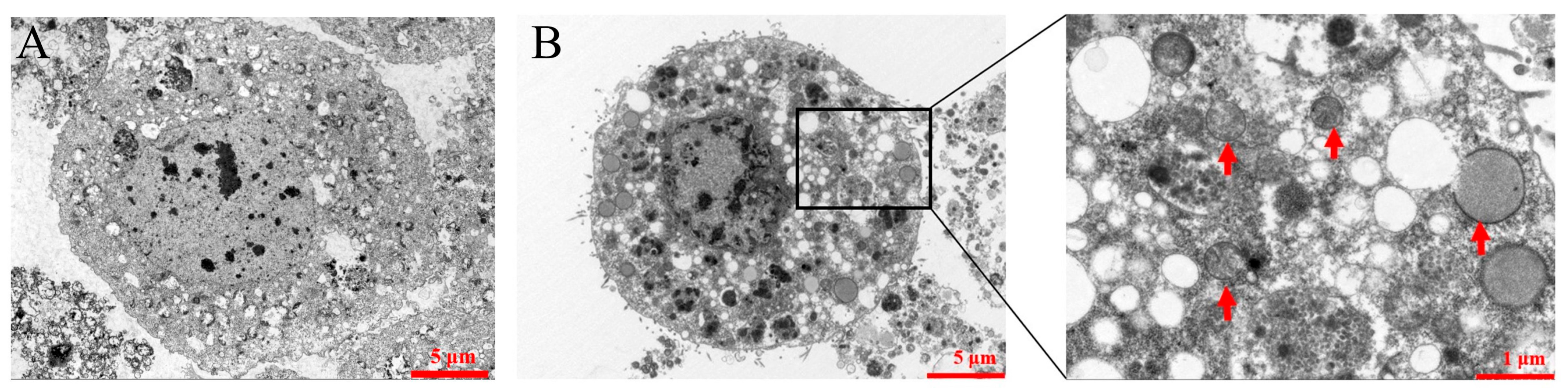 Vaccines 13 00671 g004