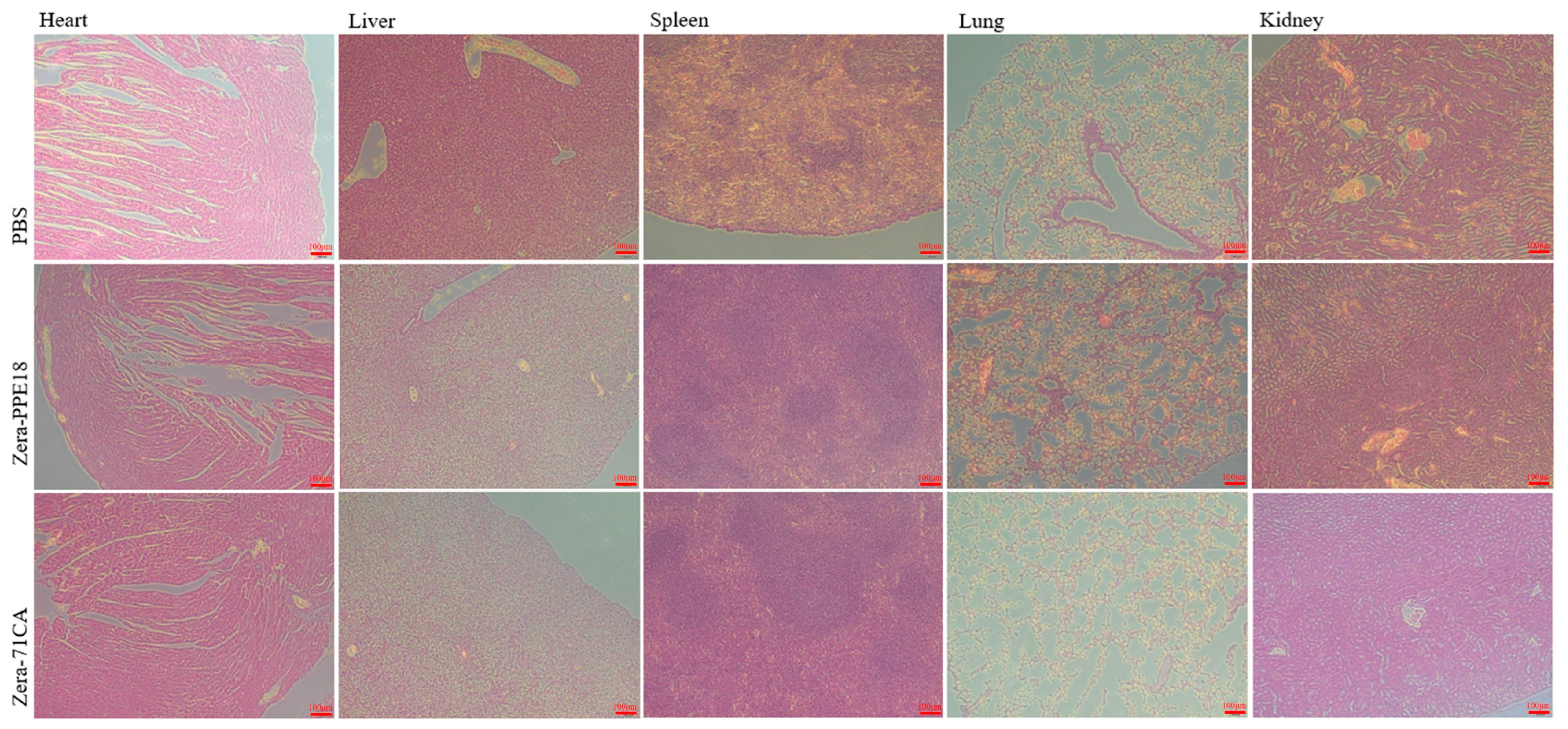 Vaccines 13 00671 g007