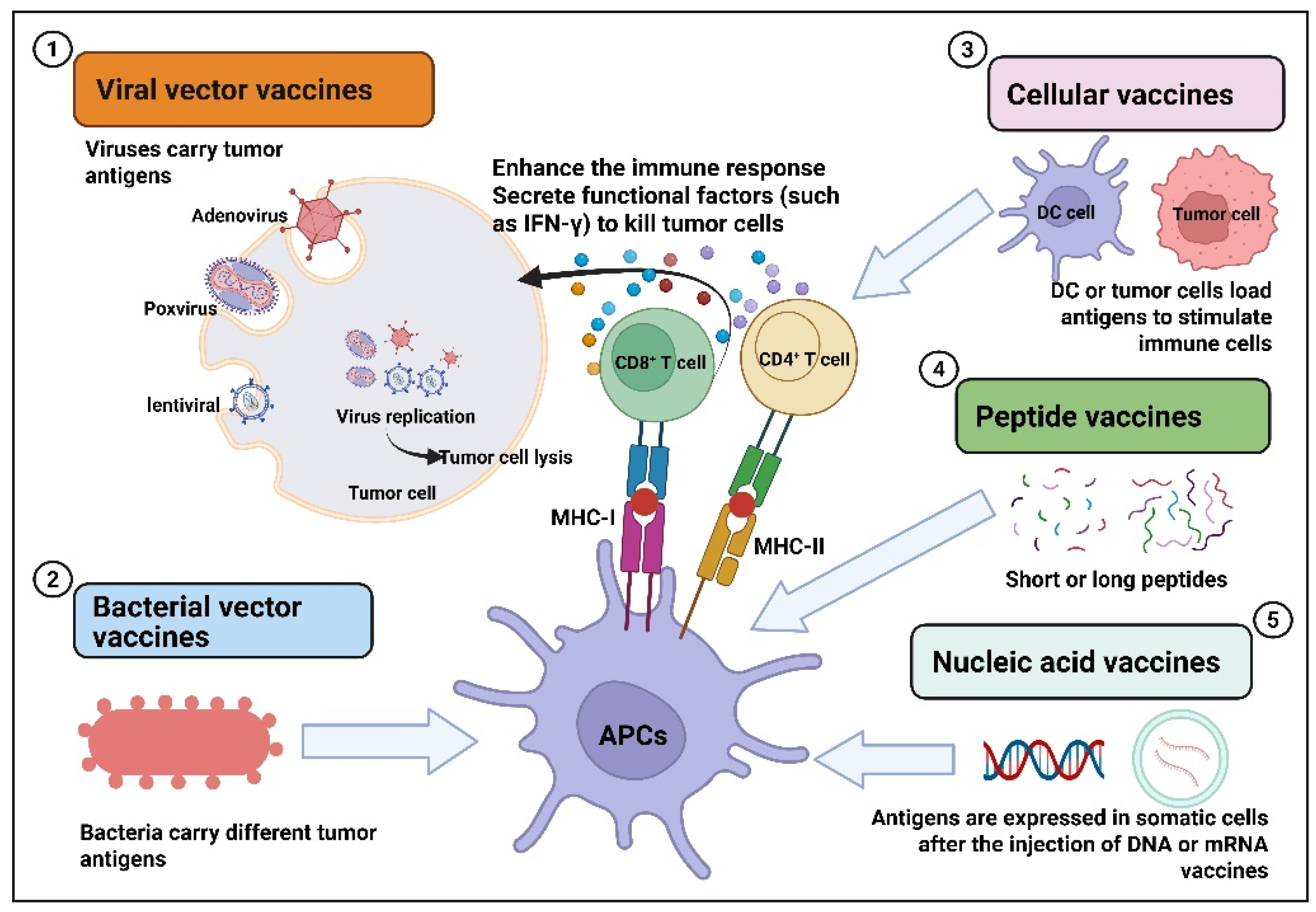 Vaccines 13 00672 g001