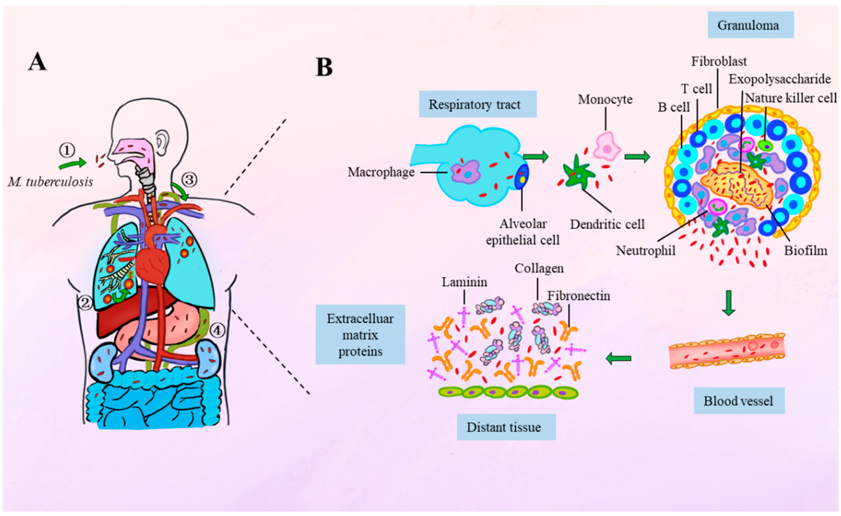 Vaccines 13 00676 g001