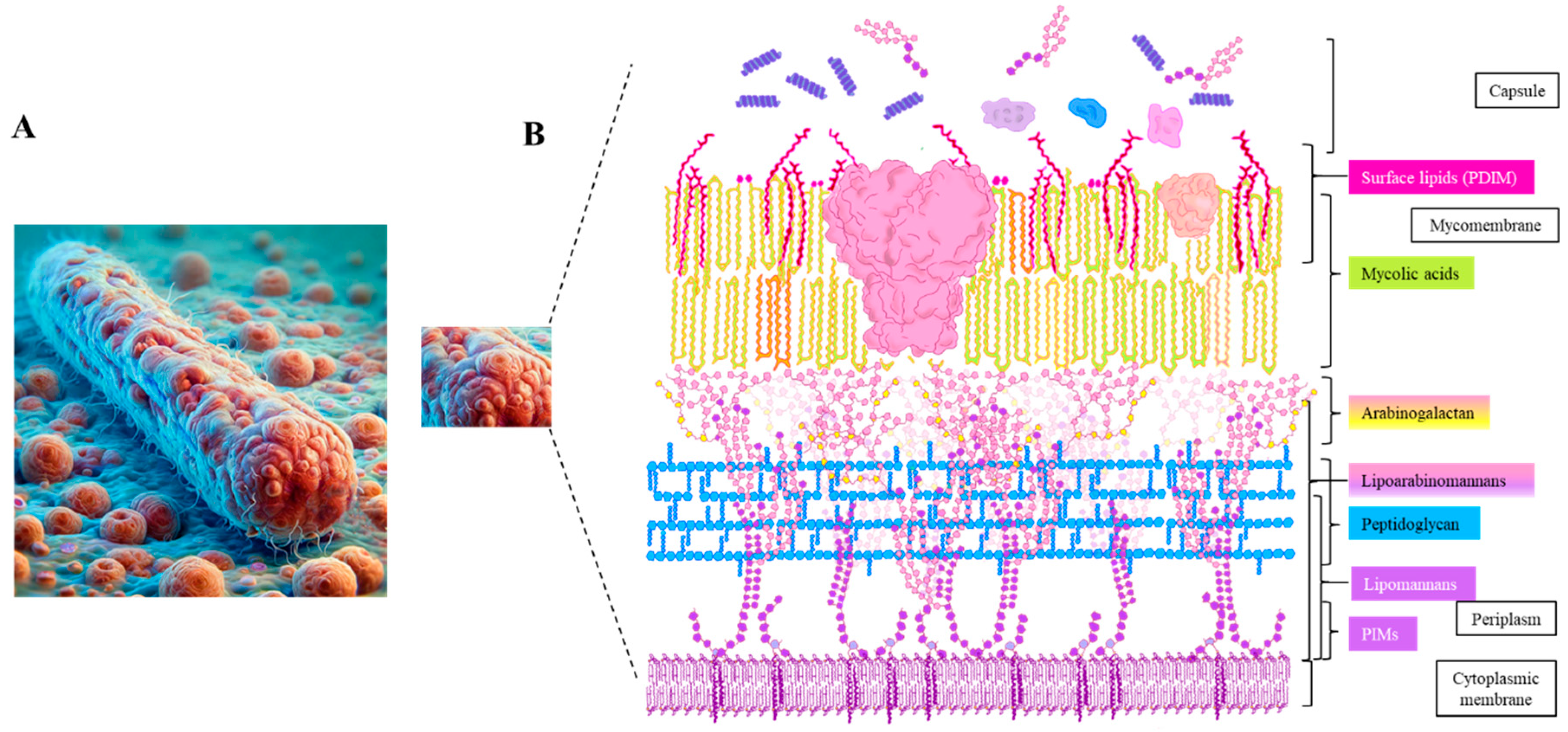 Vaccines 13 00676 g002