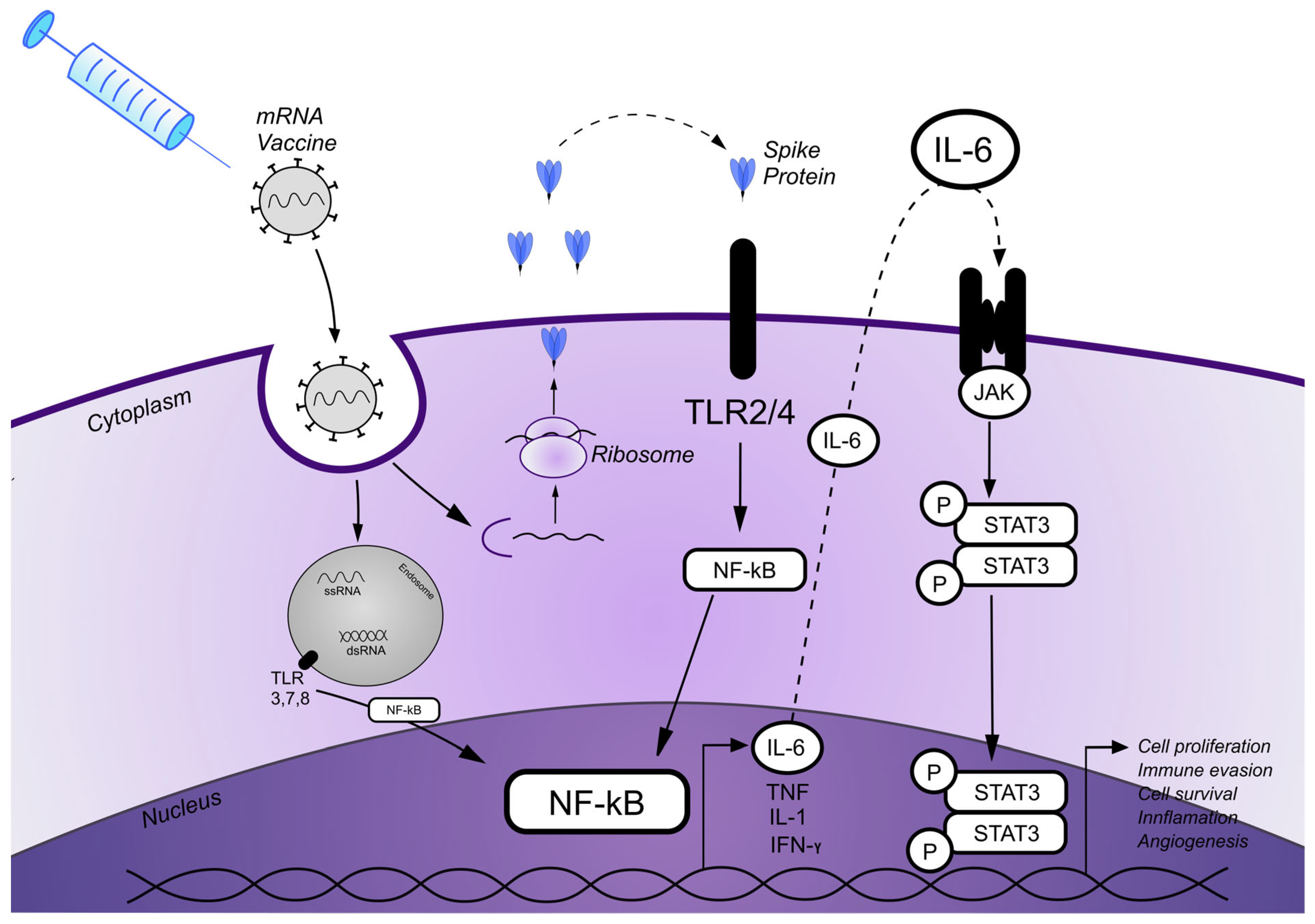 Vaccines 13 00678 g003