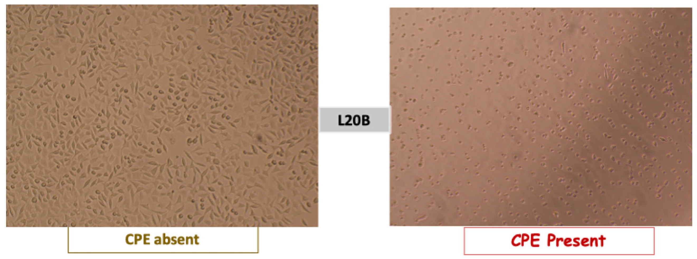 Vaccines 13 00680 g002