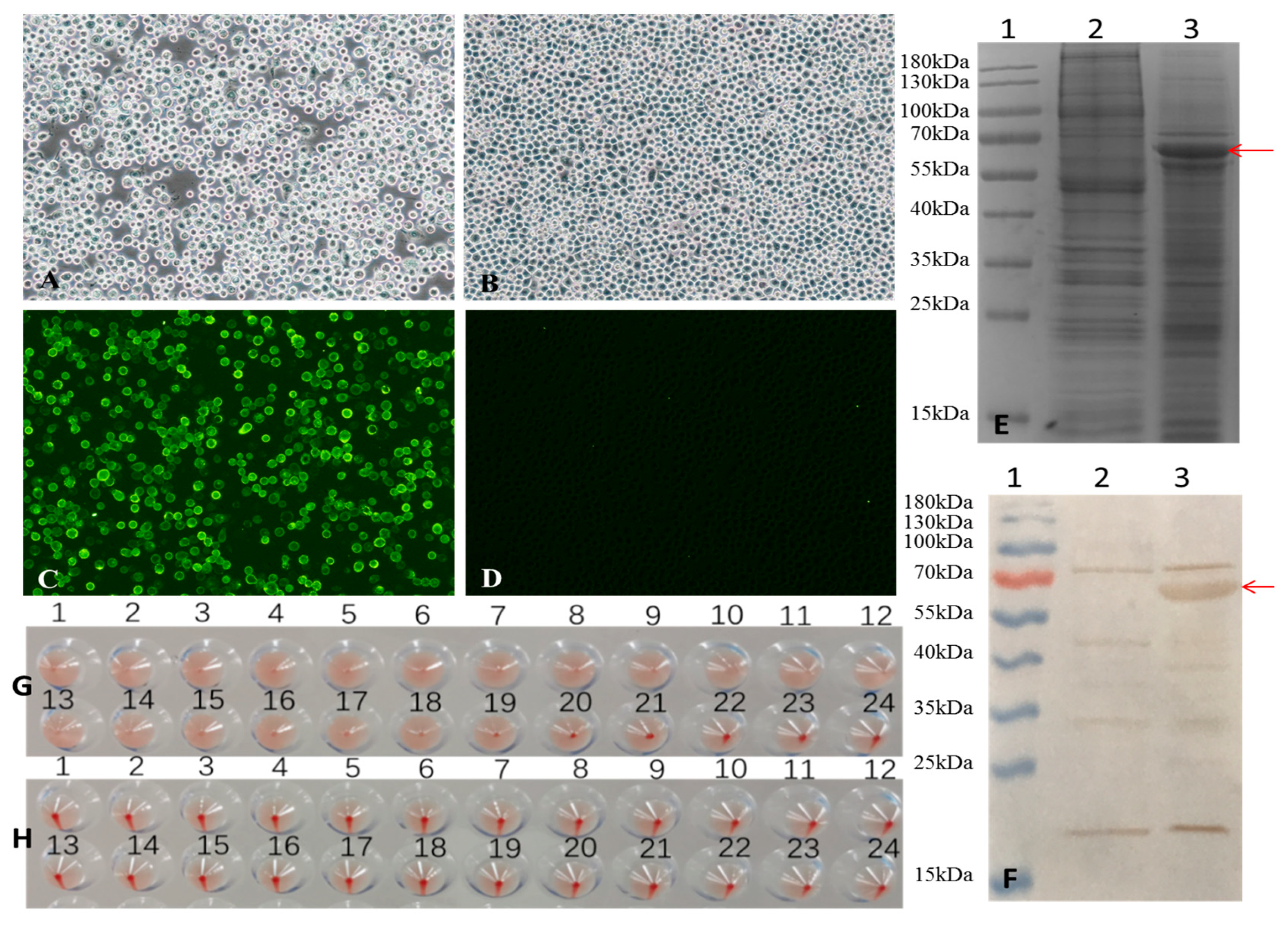 Vaccines 13 00684 g001