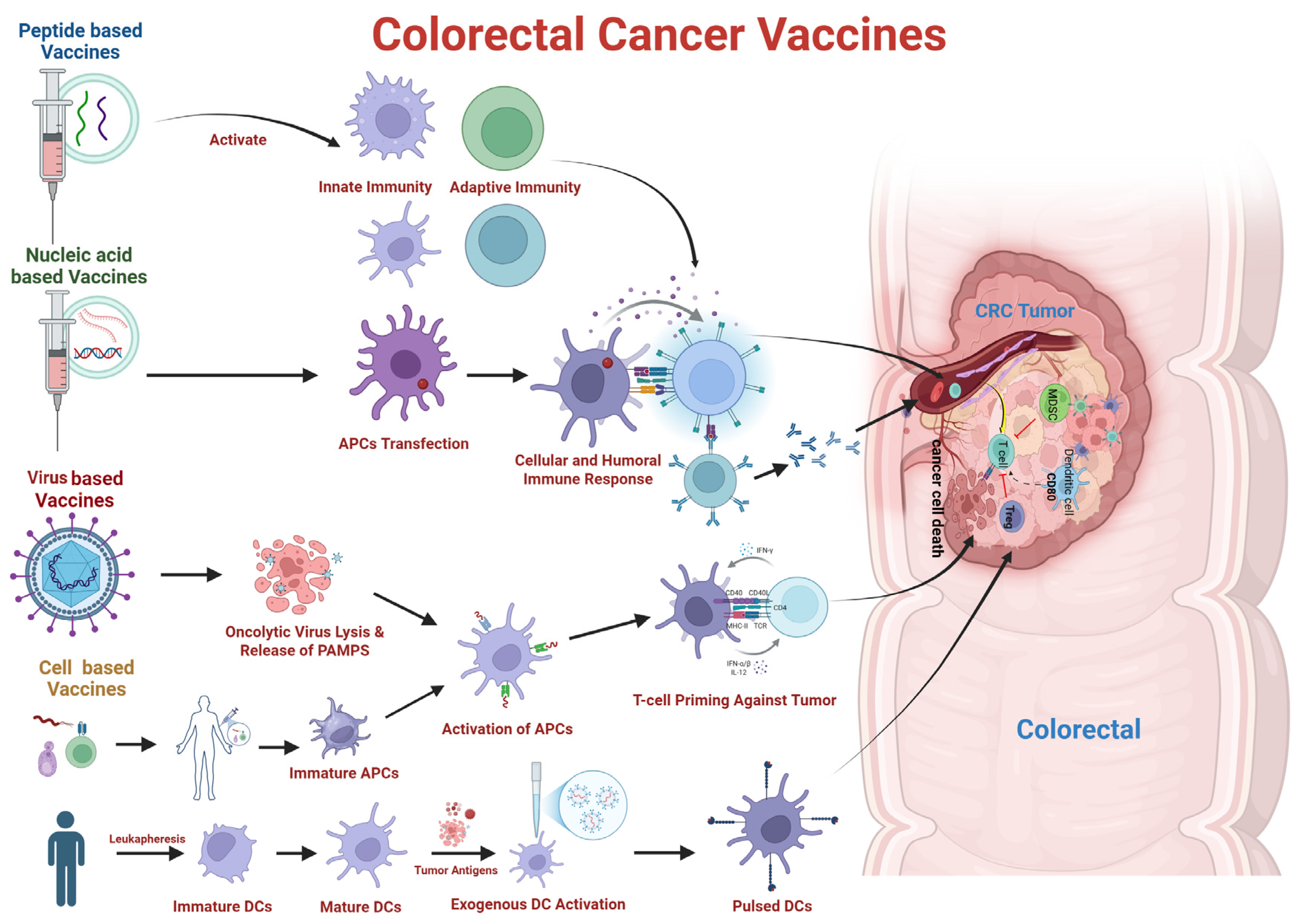 Vaccines 13 00689 g002