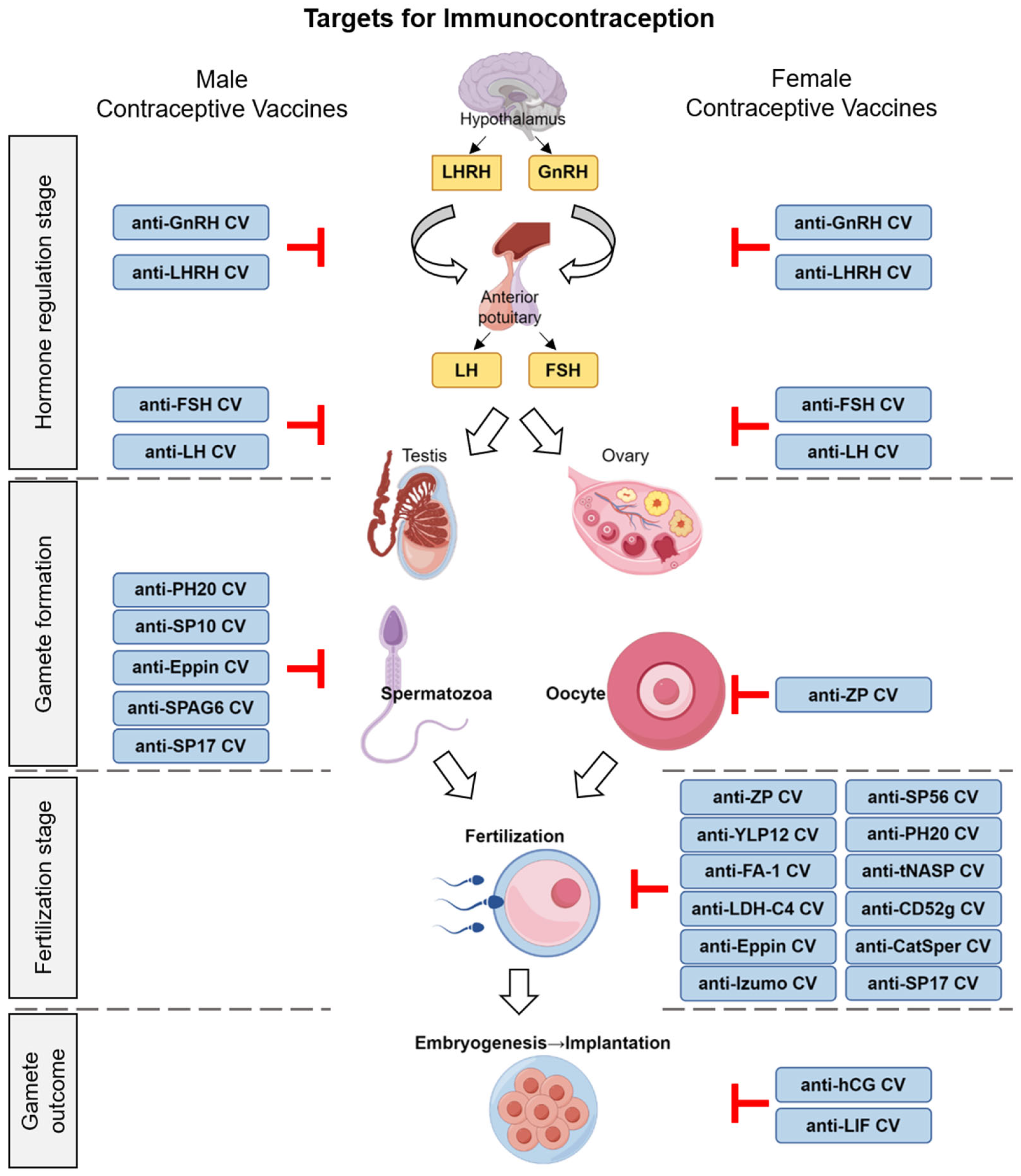 Vaccines 13 00692 g001 Vaccines 13 00692 g001