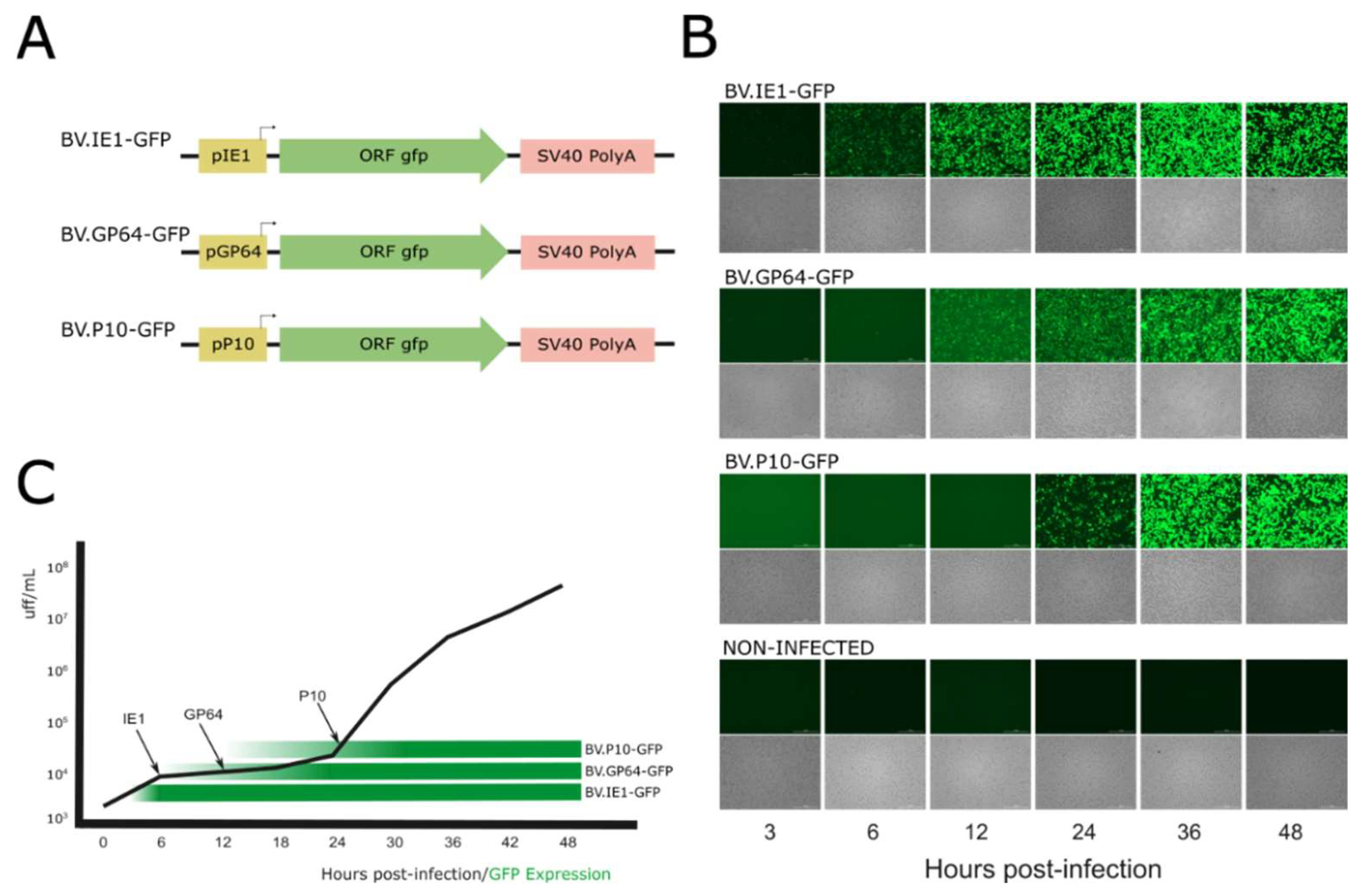 Vaccines 13 00693 g002 Vaccines 13 00693 g002