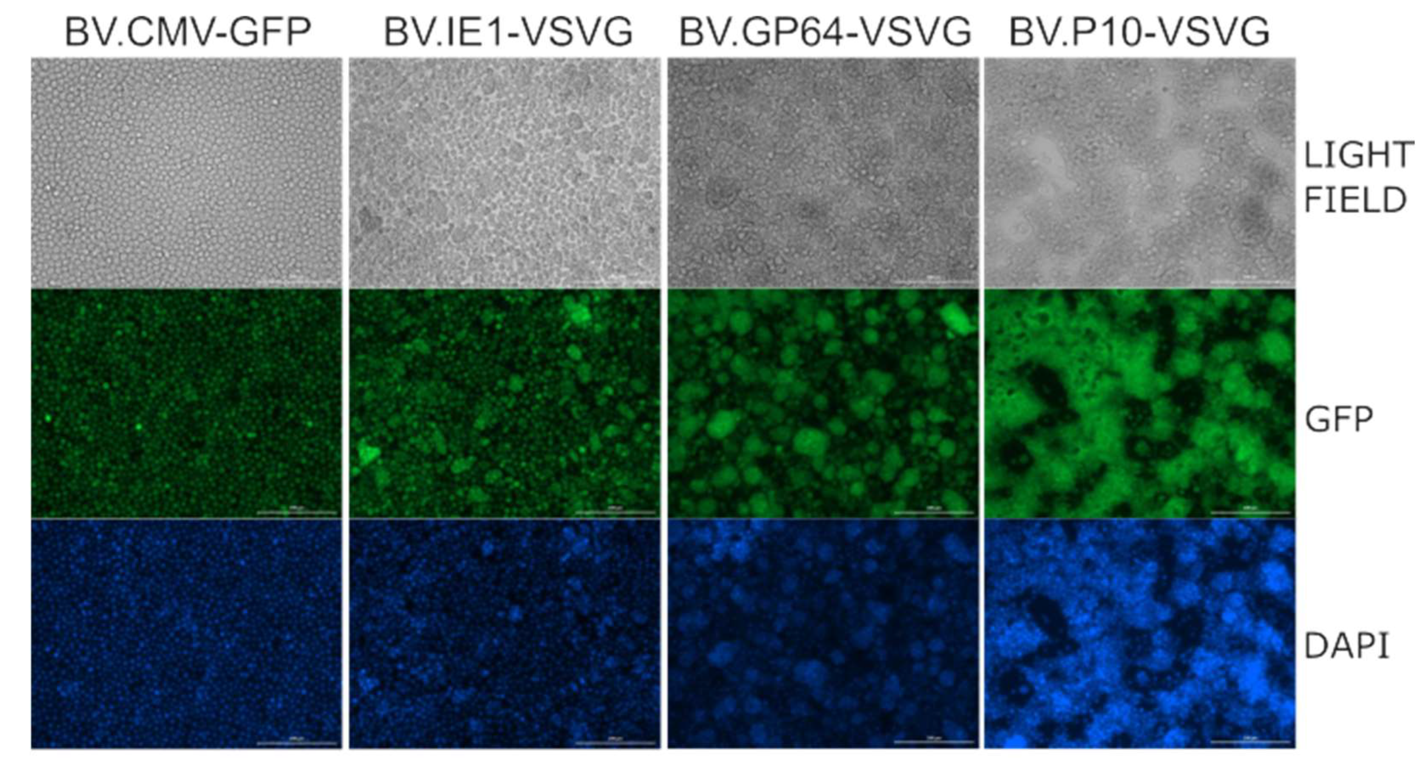 Vaccines 13 00693 g004 Vaccines 13 00693 g004