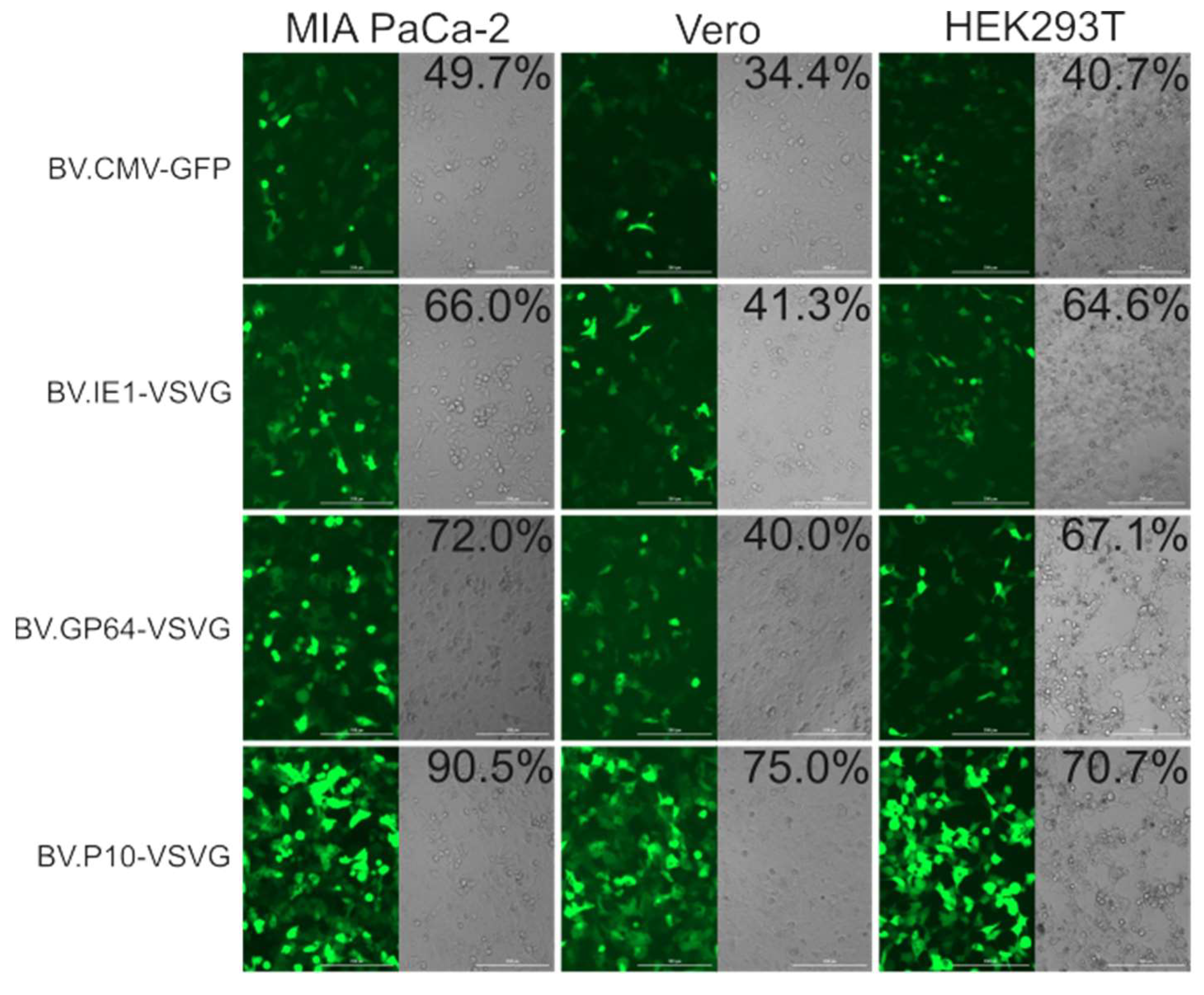 Vaccines 13 00693 g007 Vaccines 13 00693 g007