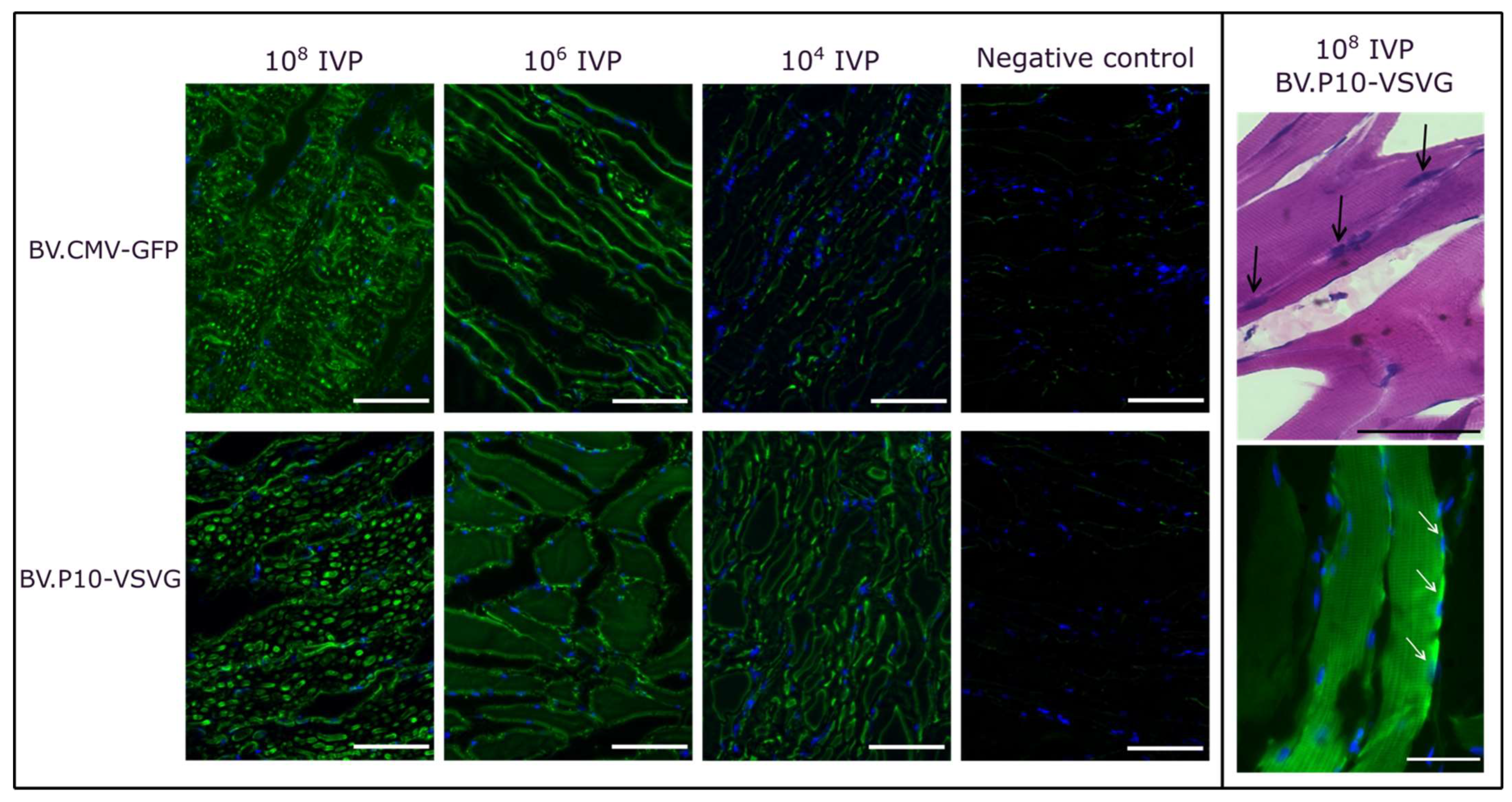 Vaccines 13 00693 g008 Vaccines 13 00693 g008