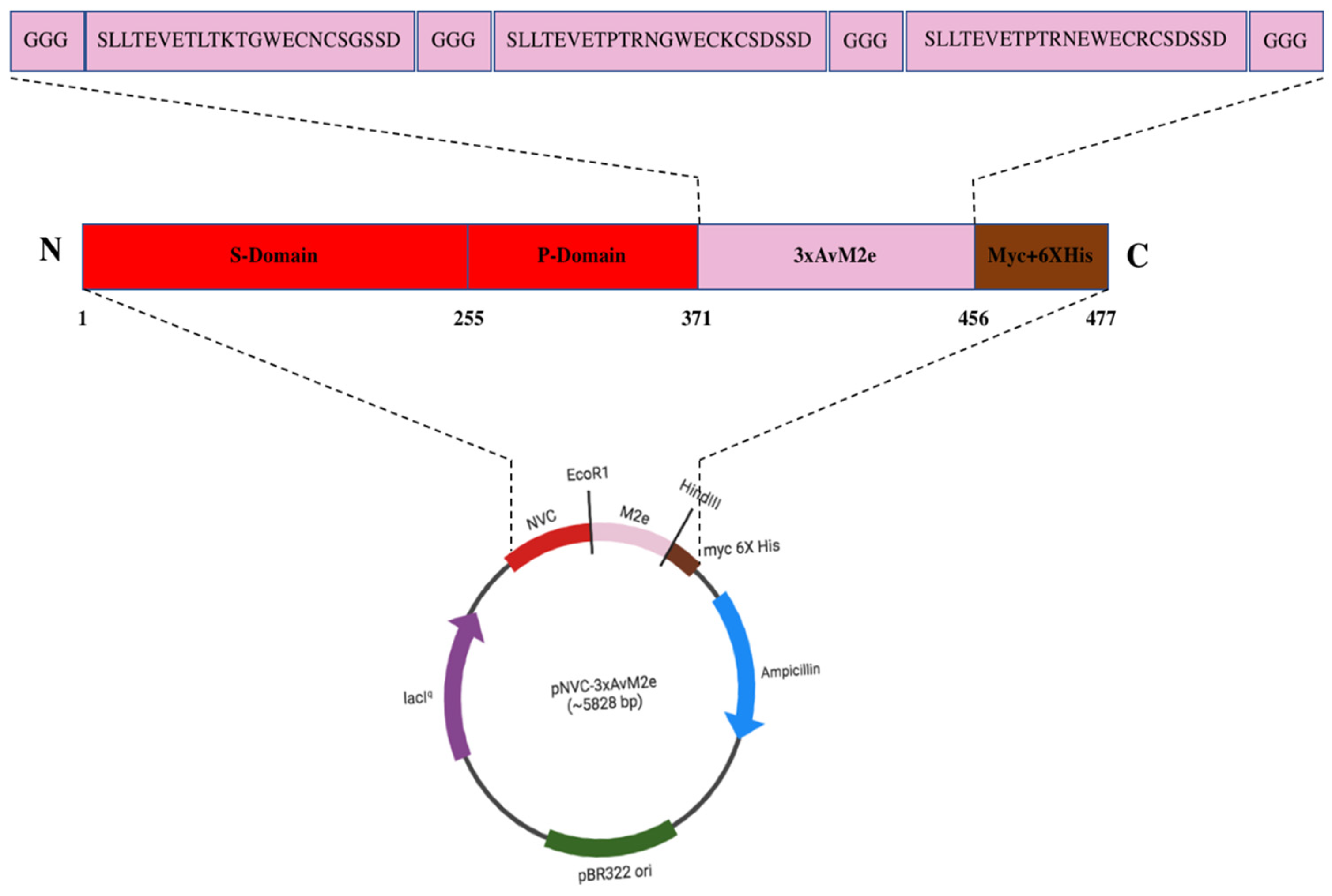 Vaccines 13 00701 g001