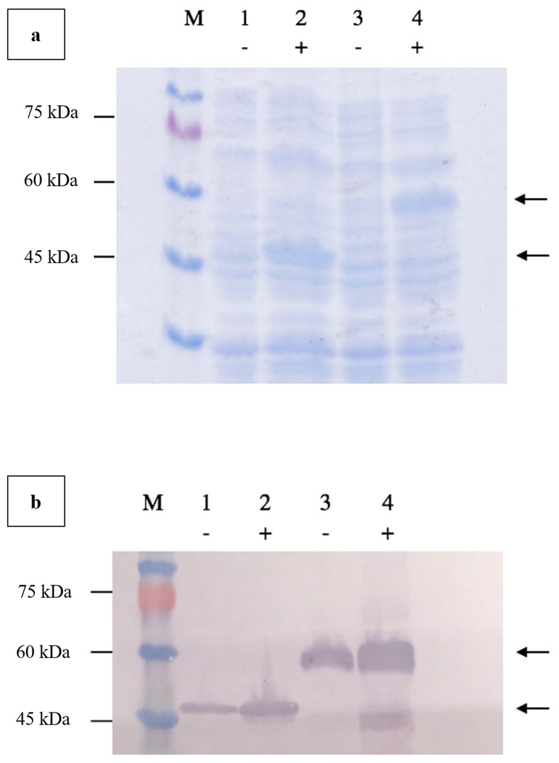 Vaccines 13 00701 g004