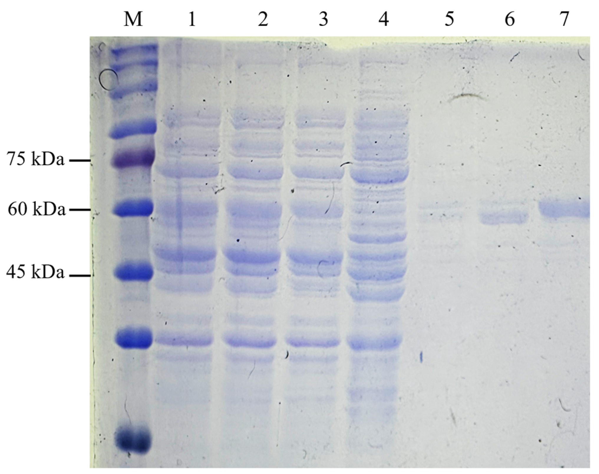Vaccines 13 00701 g007