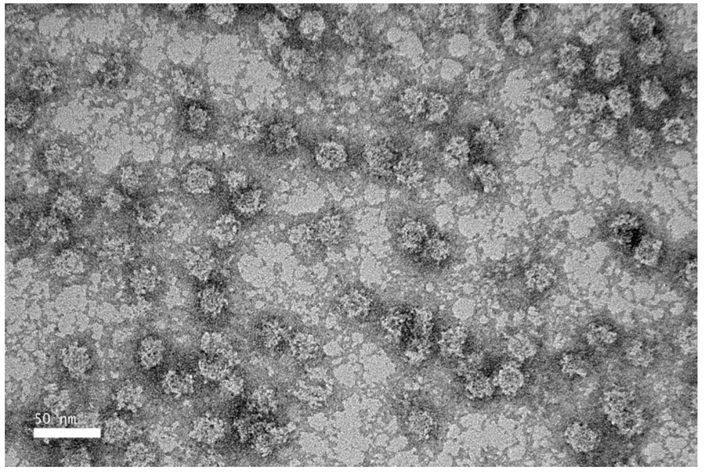 Vaccines 13 00701 g008