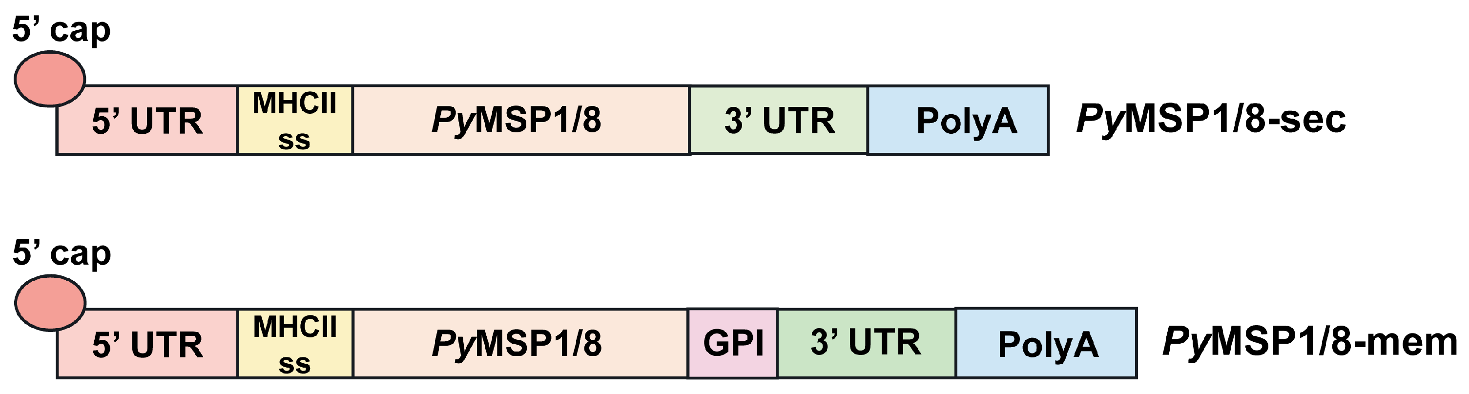 Vaccines 13 00702 g001