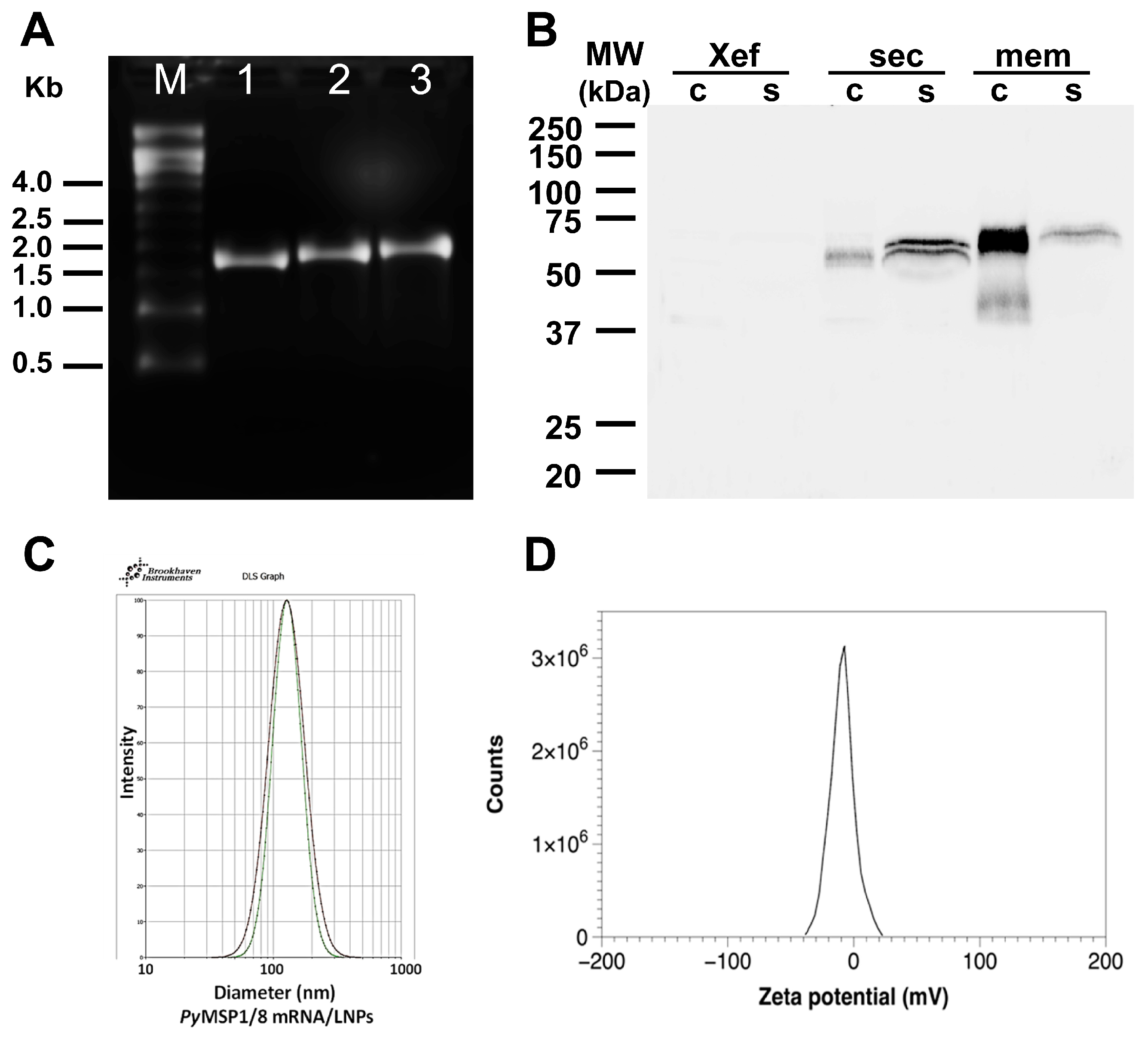 Vaccines 13 00702 g002