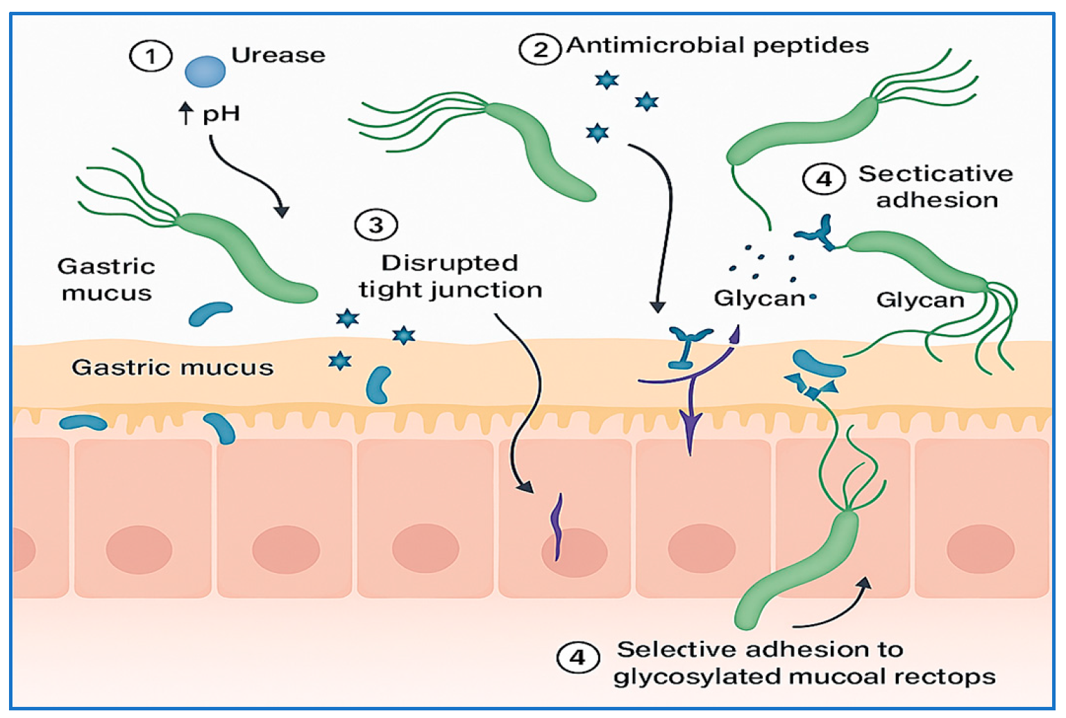Vaccines 13 00725 g001