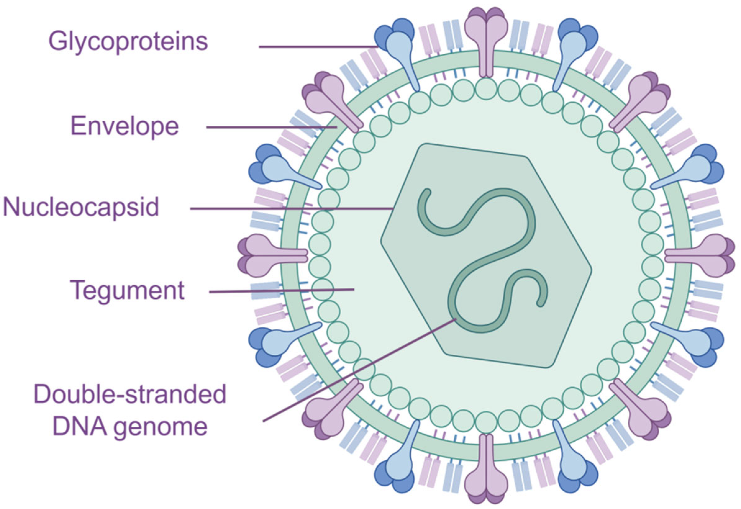 Vaccines 13 00730 g001