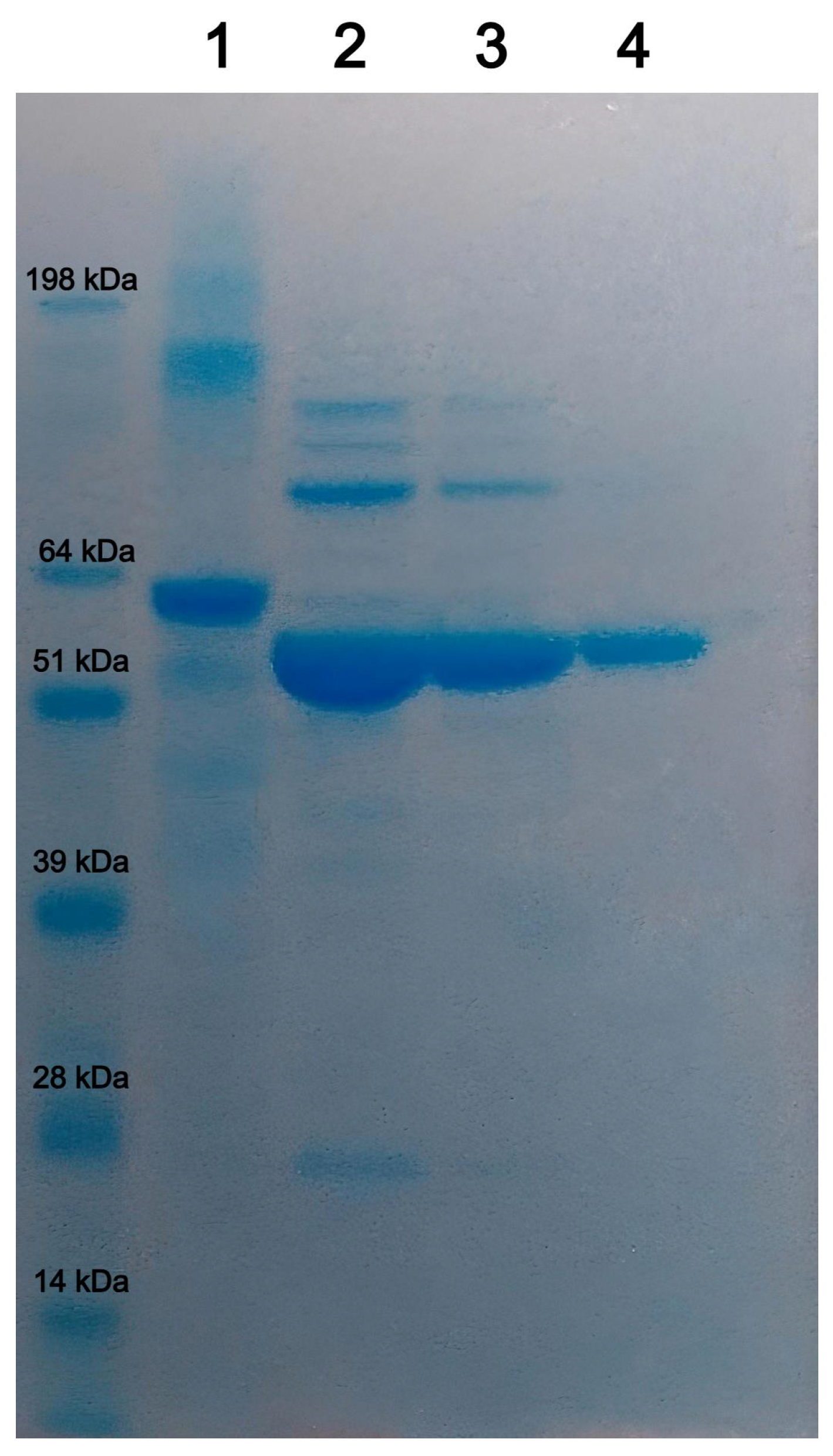 Vaccines 13 00731 g001
