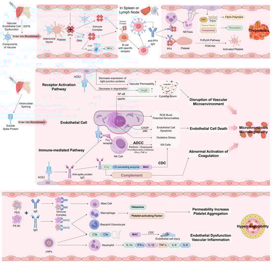 Vaccines 13 00733 g002