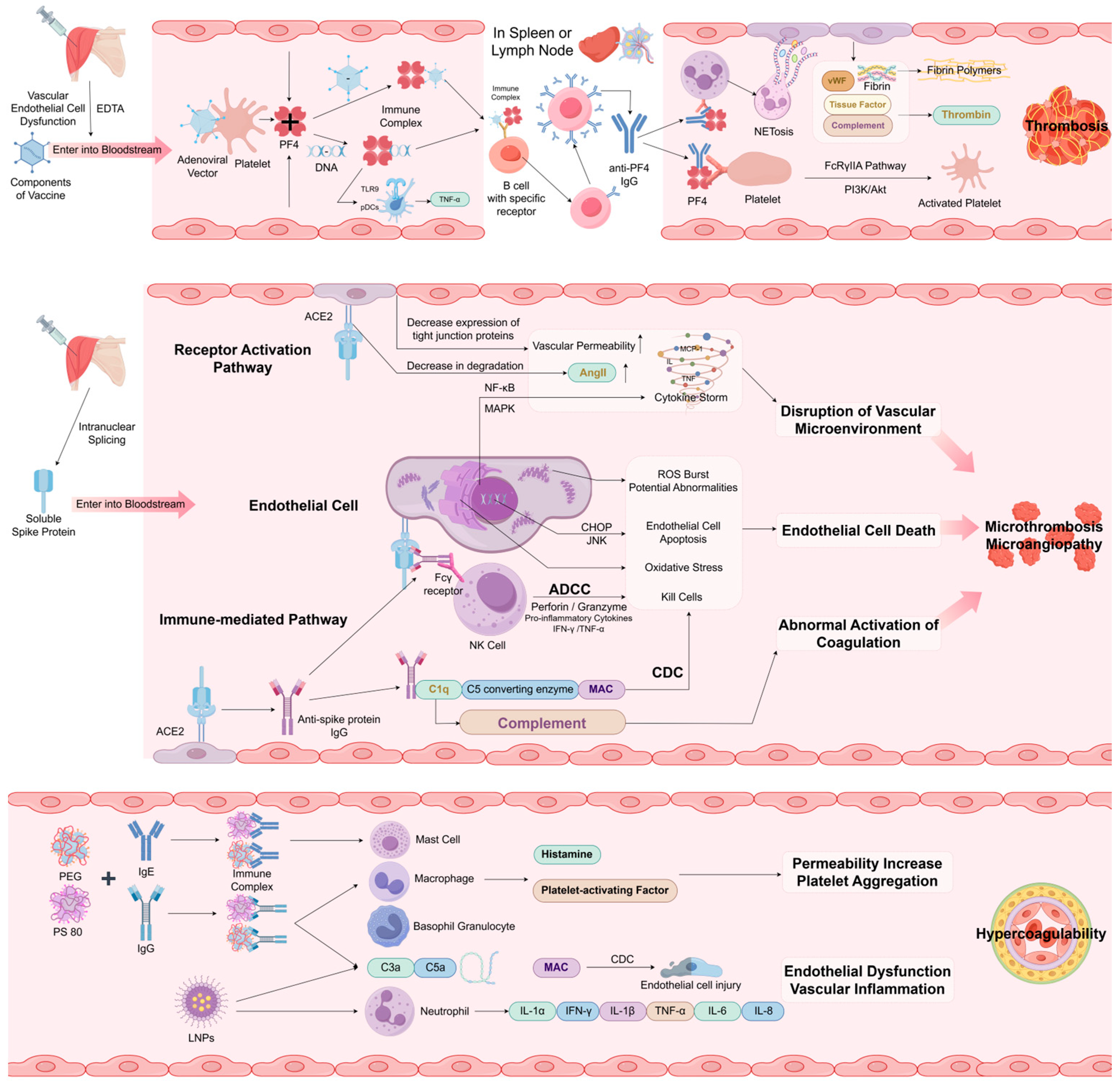 Vaccines 13 00733 g002