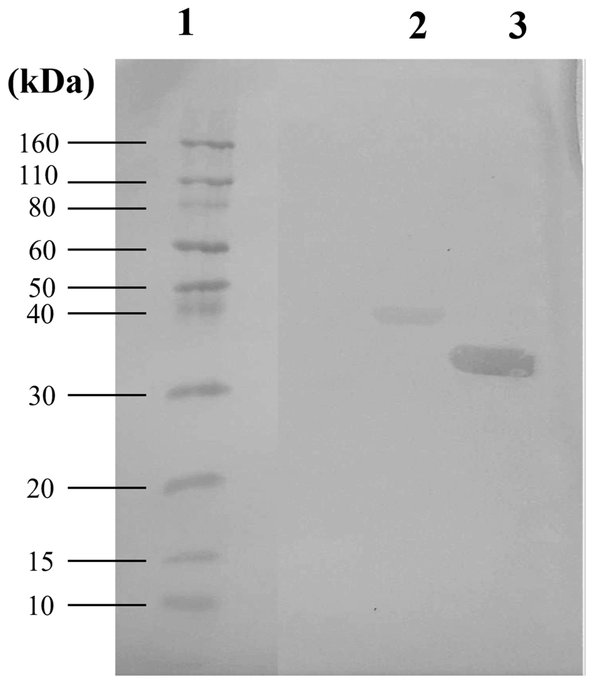 Vaccines 13 00746 g001