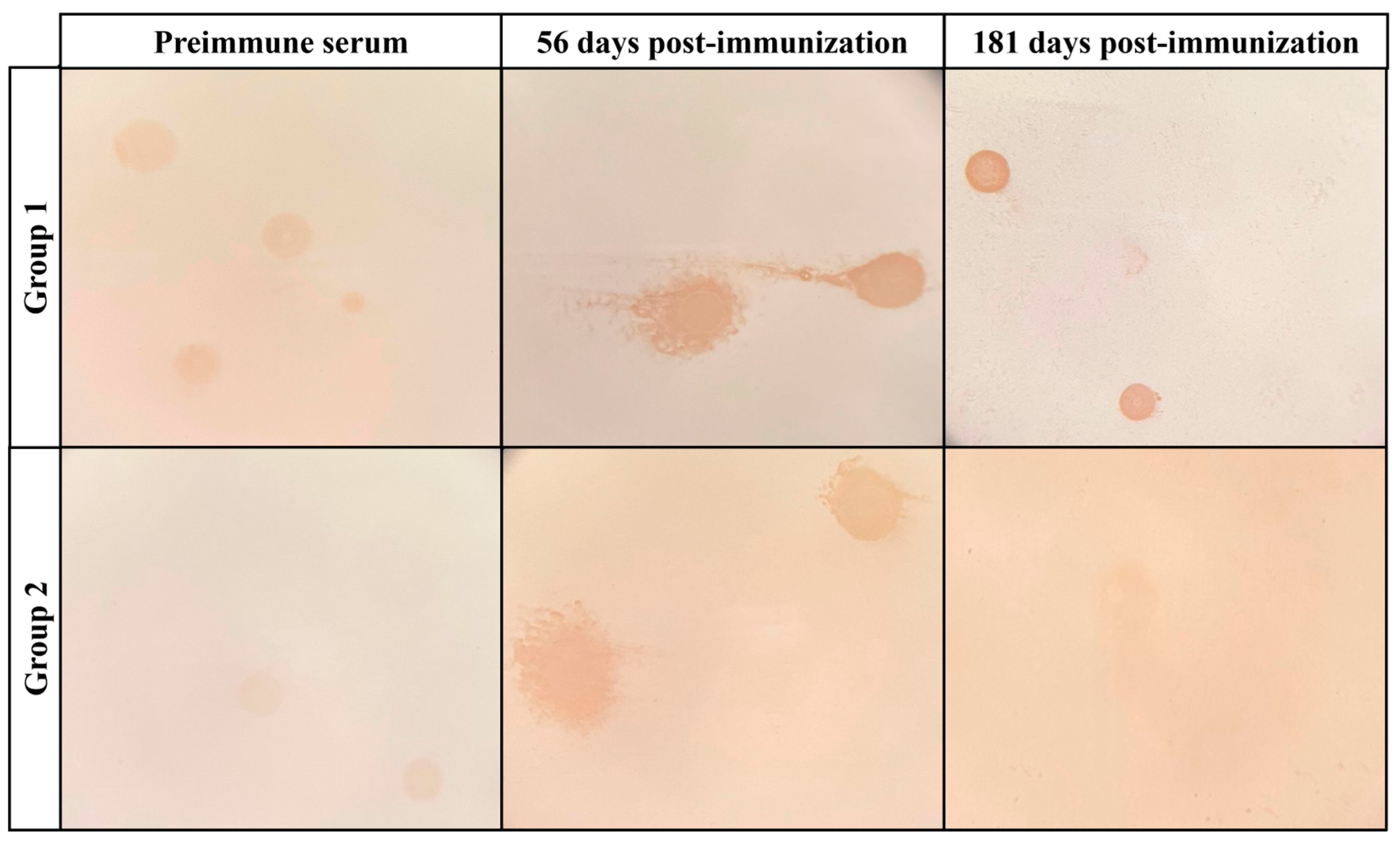 Vaccines 13 00746 g004