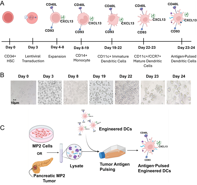 Vaccines 13 00749 g001