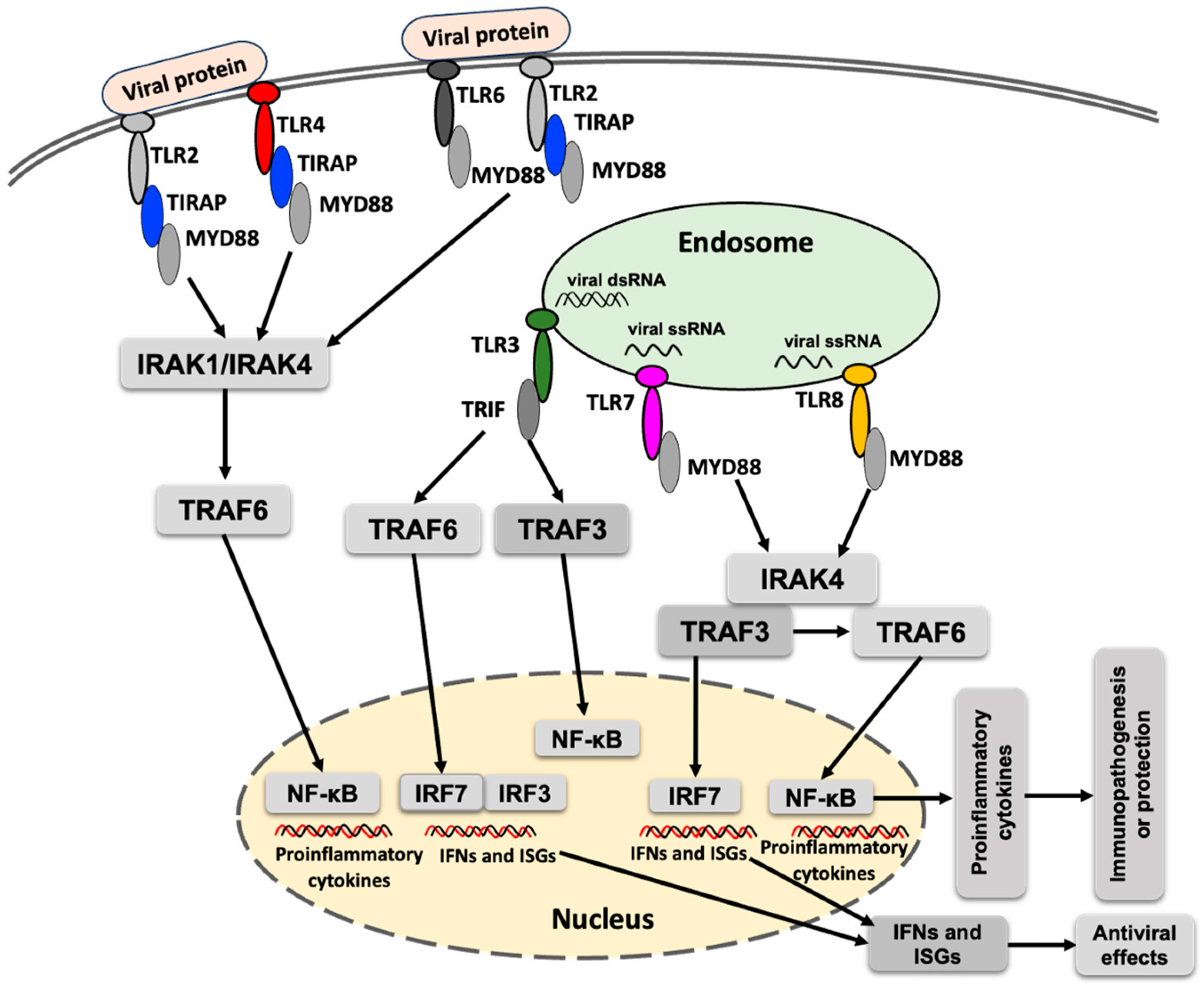 Vaccines 13 00754 g001