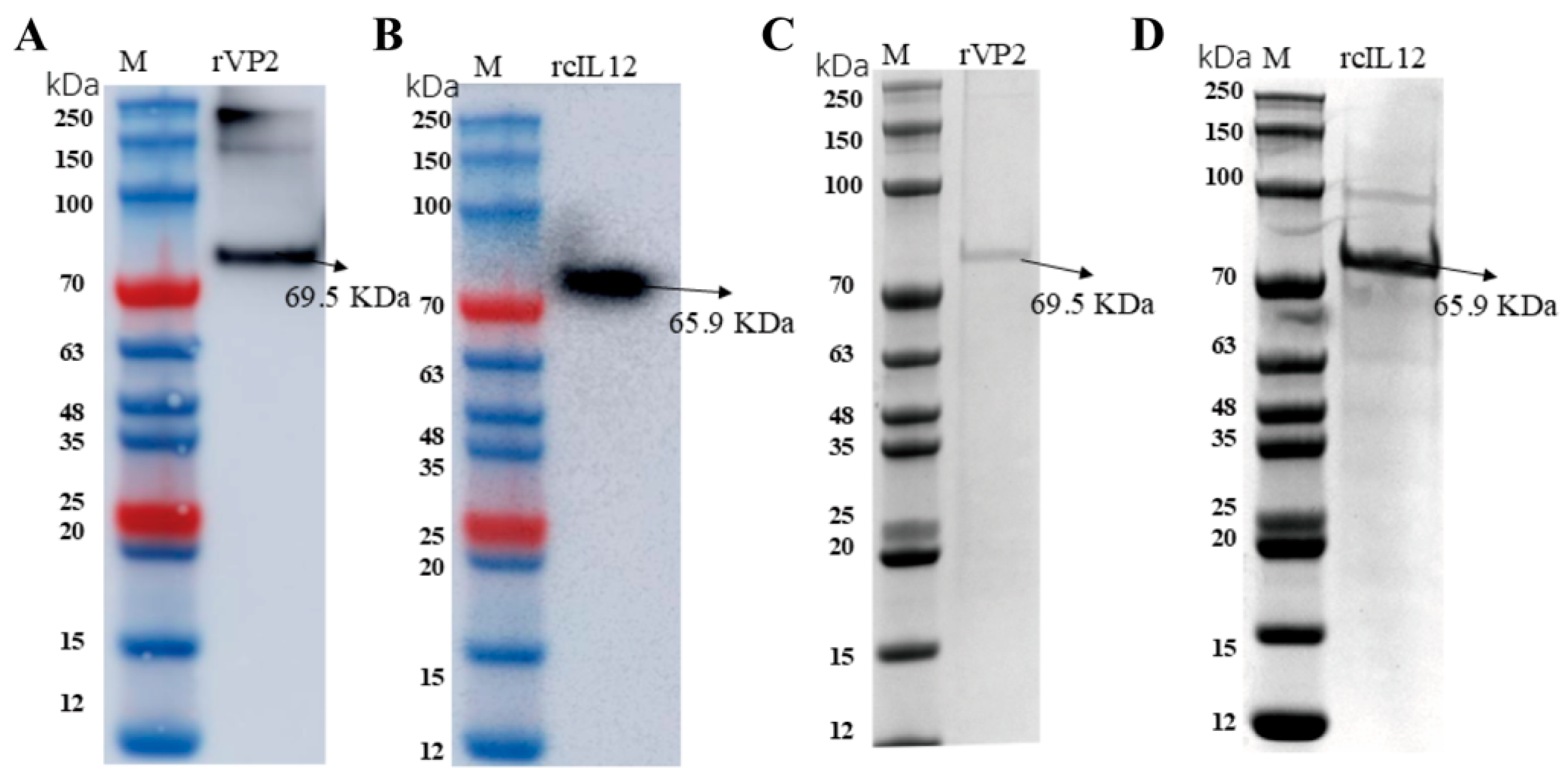 Vaccines 13 00758 g001