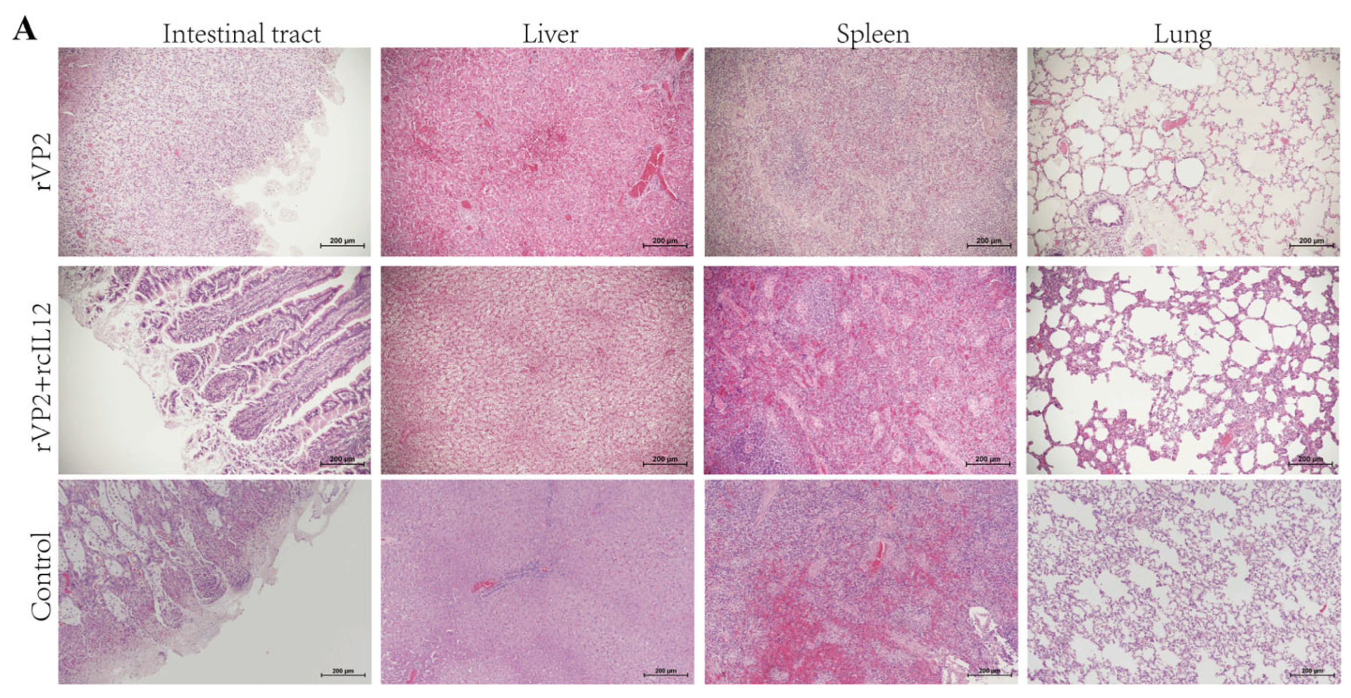 Vaccines 13 00758 g004a