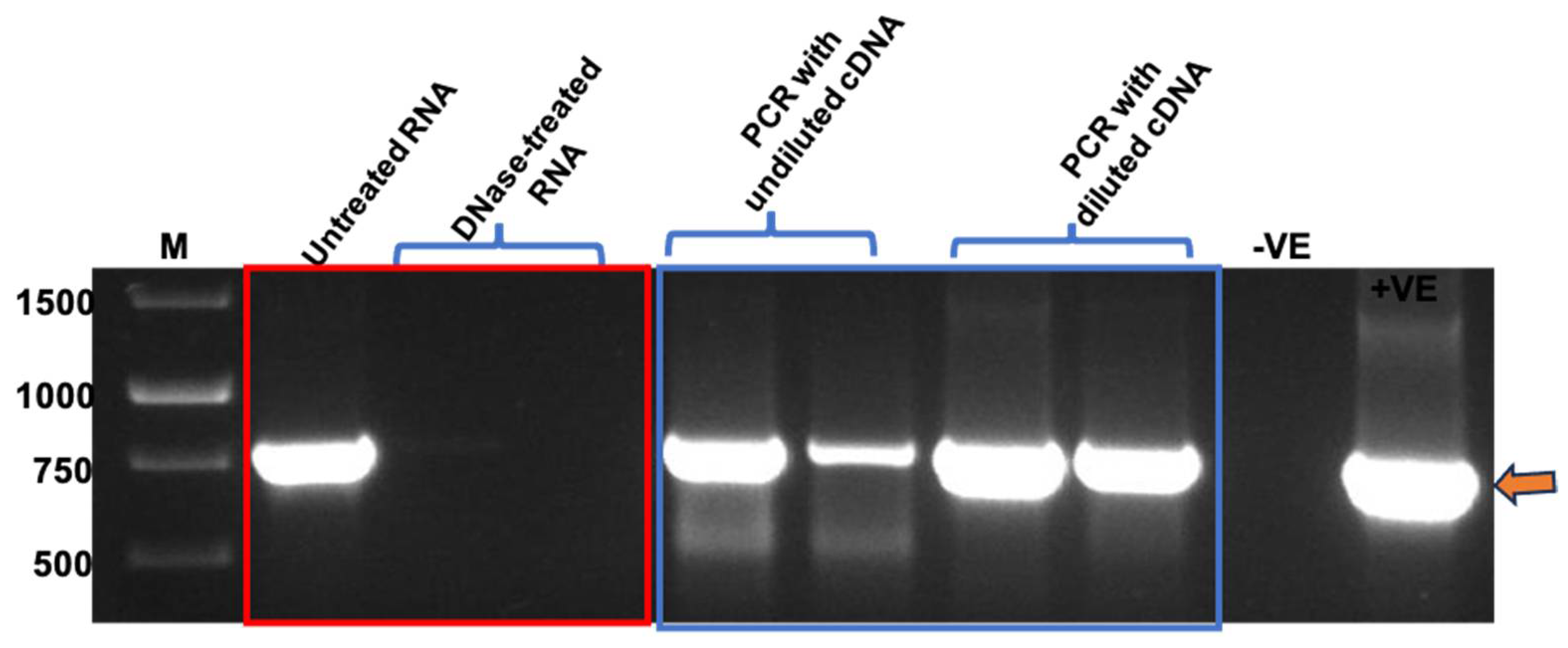 Vaccines 13 00762 g005