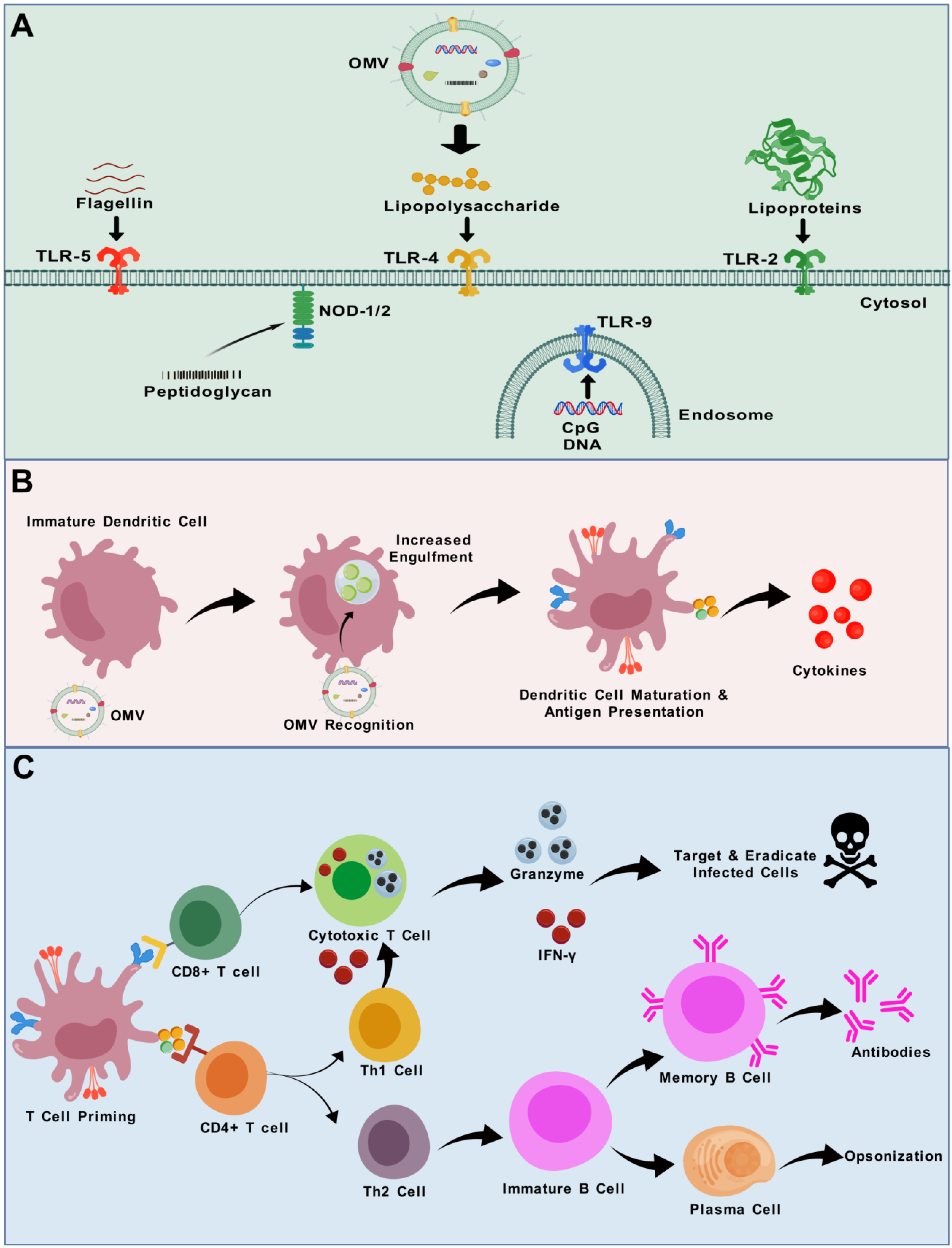 Vaccines 13 00767 g003
