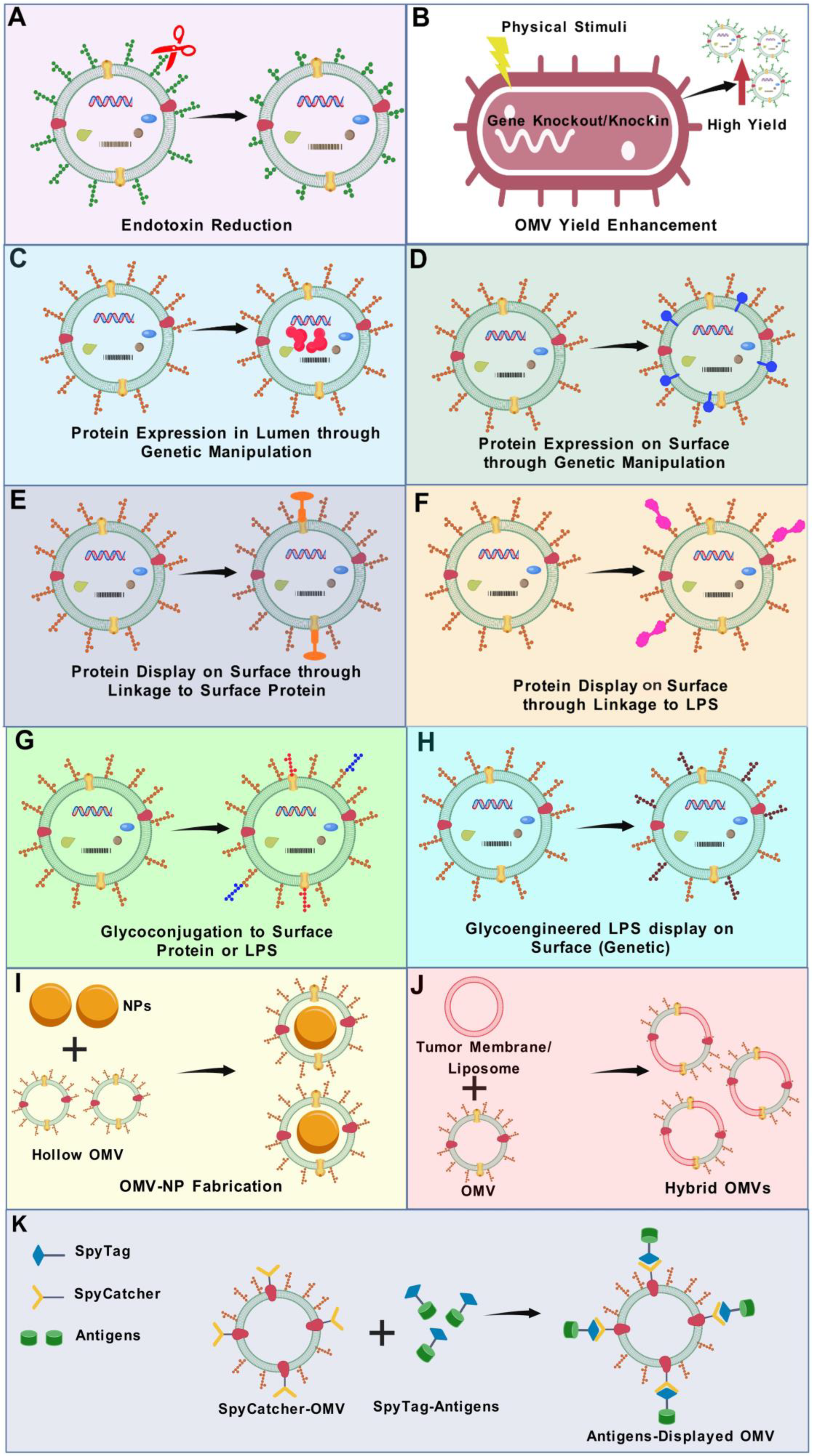Vaccines 13 00767 g004