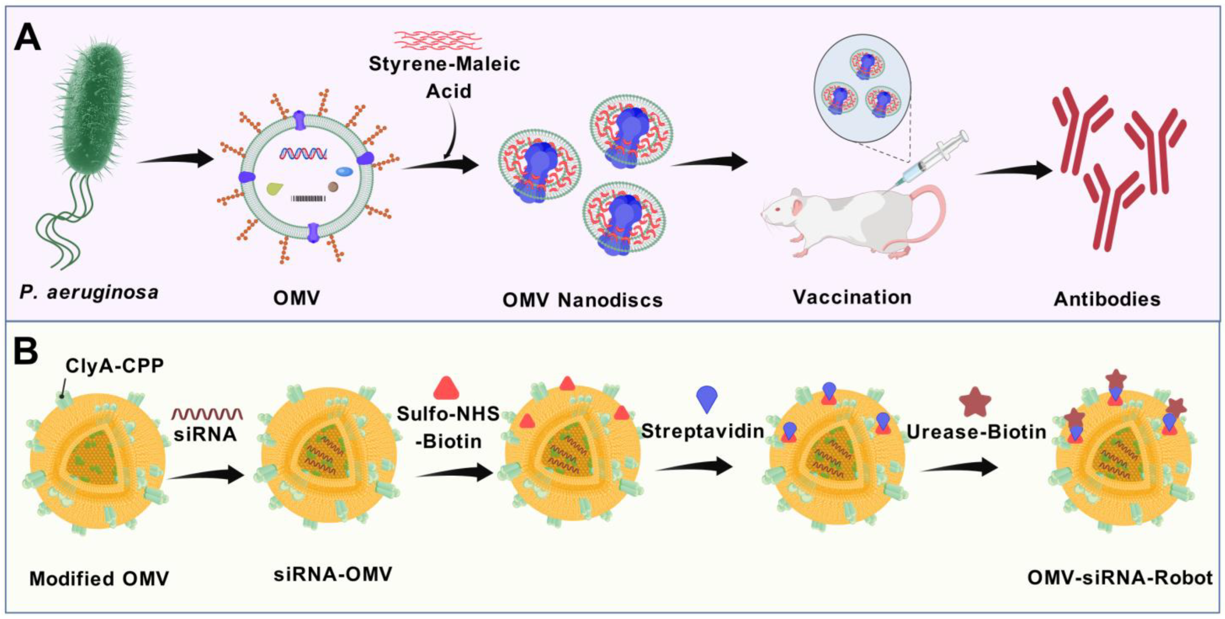 Vaccines 13 00767 g006