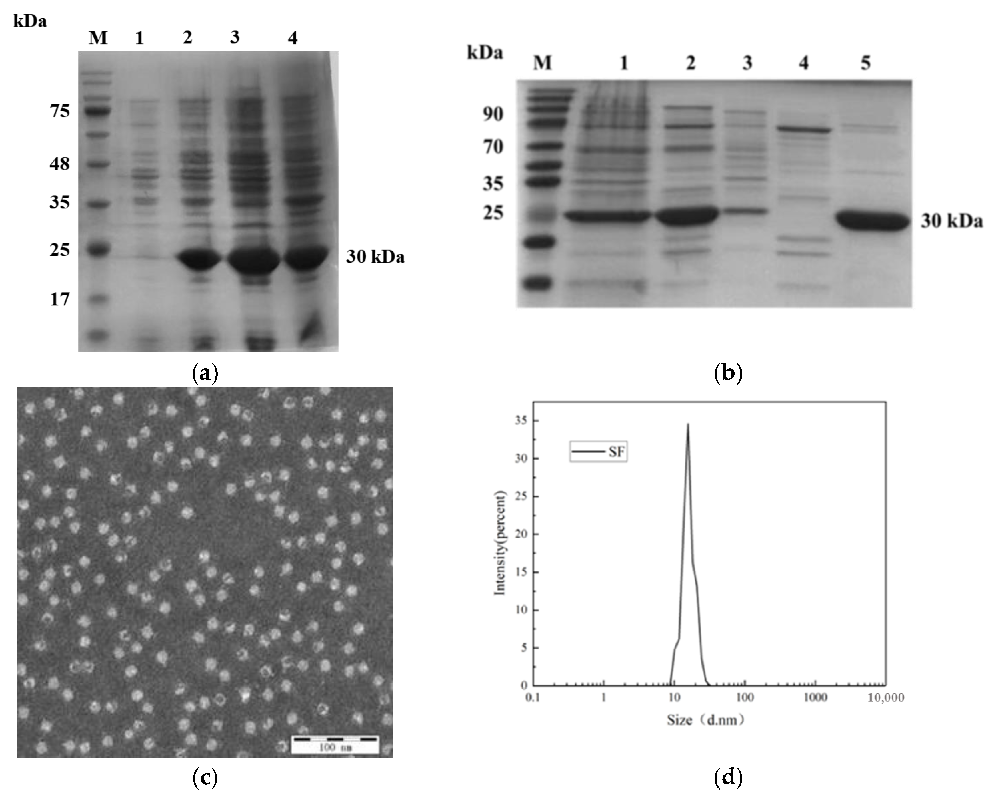 Vaccines 13 00781 g002