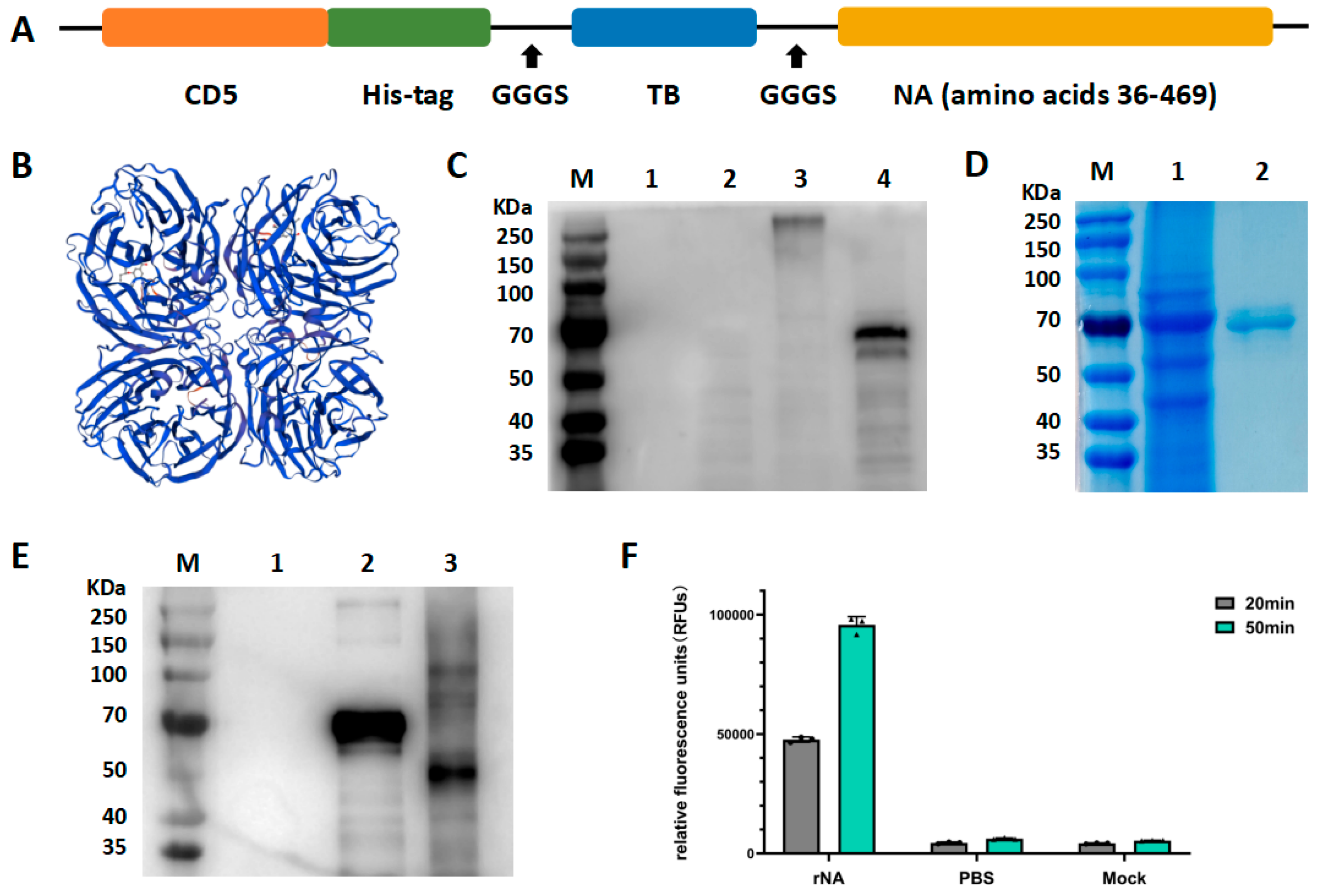 Vaccines 13 00783 g001