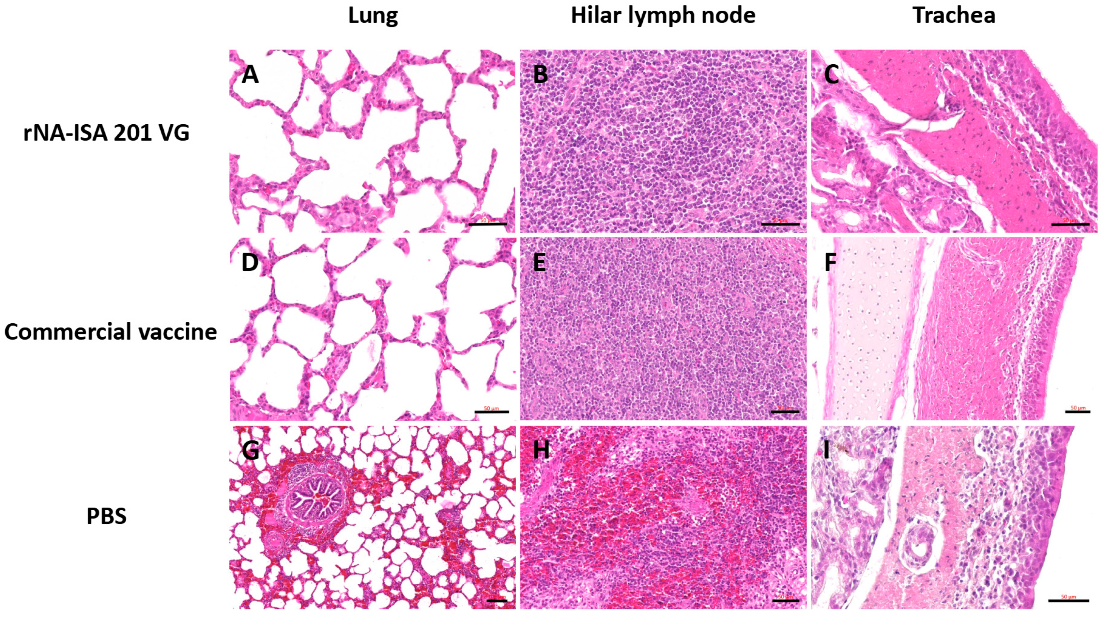 Vaccines 13 00783 g006